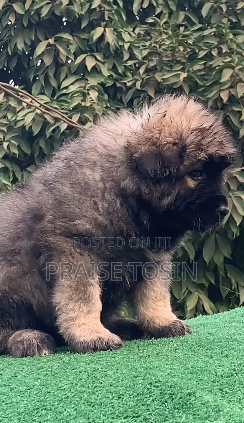 1-3 months Female Purebred Caucasian Shepherd