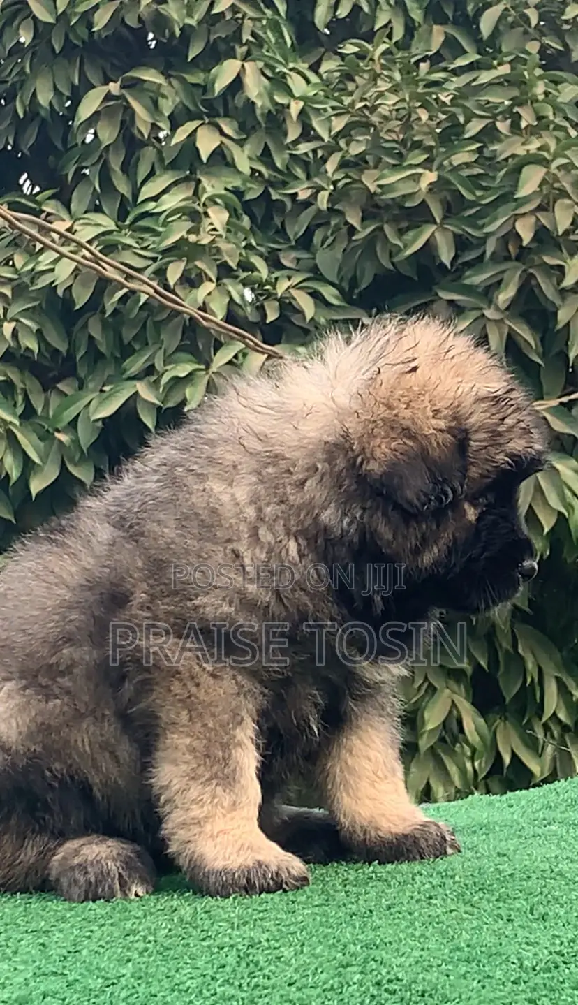 1-3 months Female Purebred Caucasian Shepherd