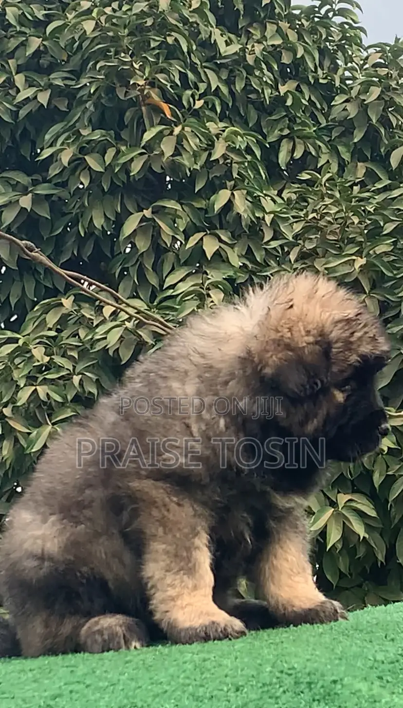1-3 months Female Purebred Caucasian Shepherd