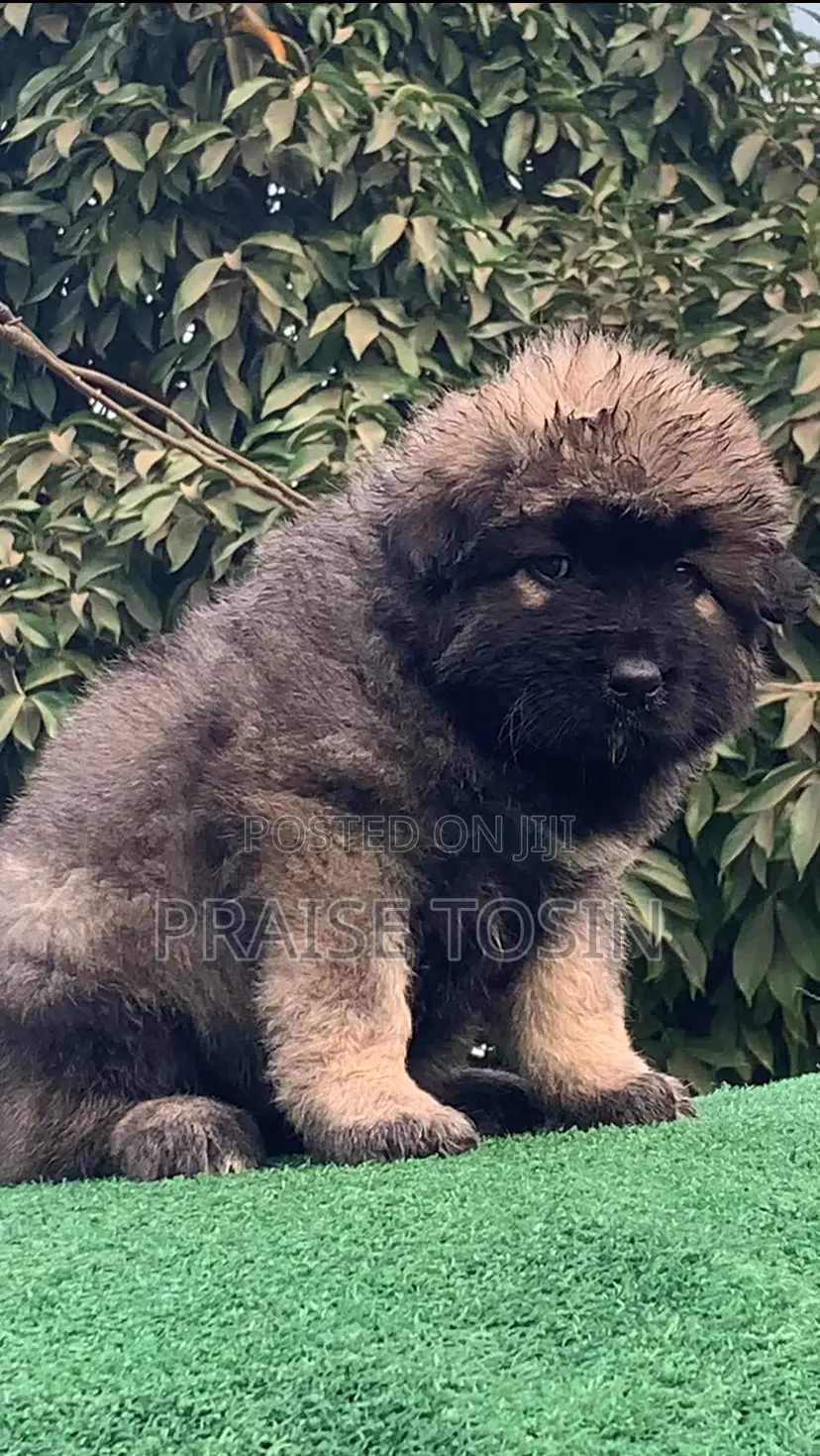 1-3 months Female Purebred Caucasian Shepherd
