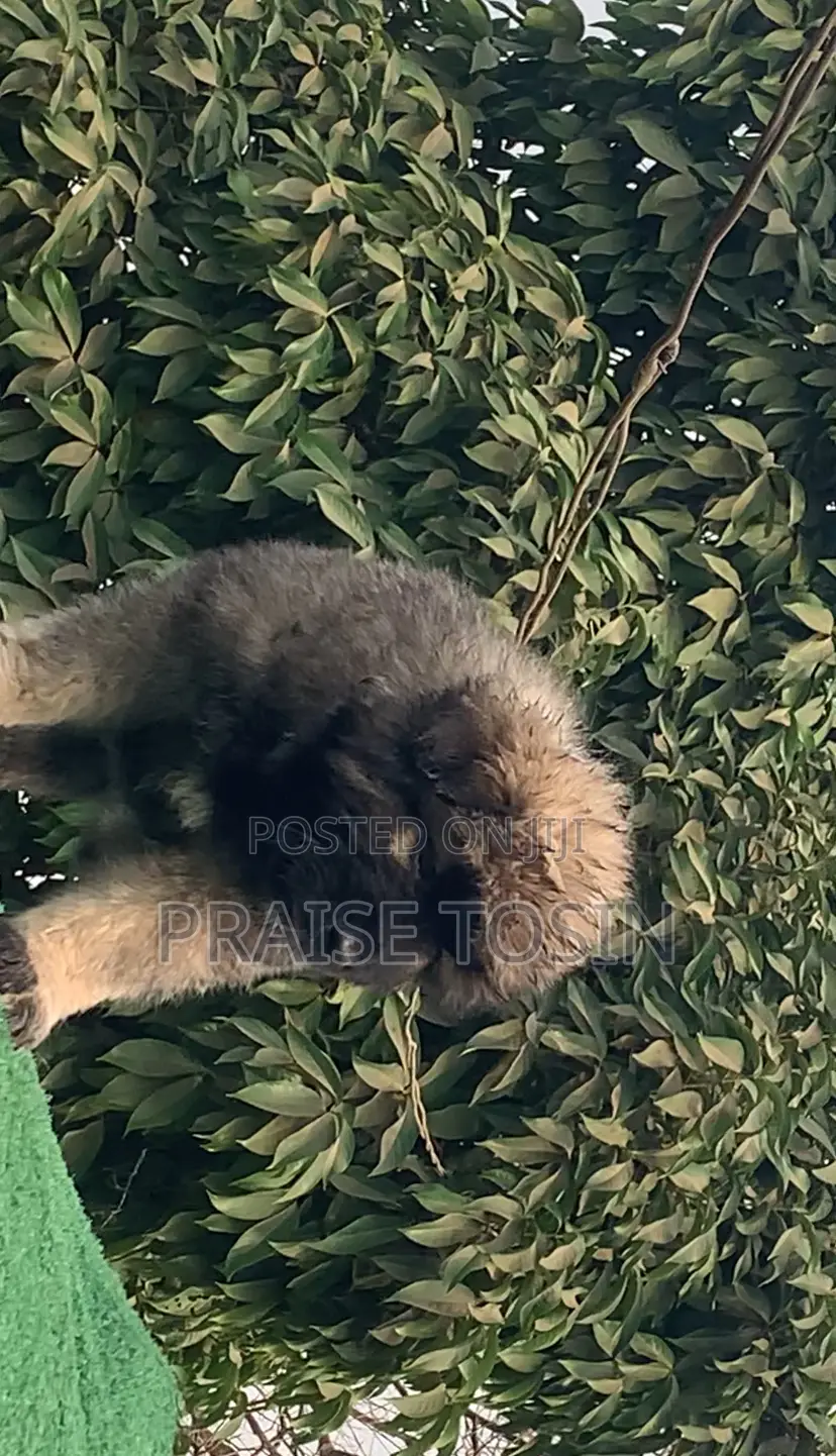 1-3 months Female Purebred Caucasian Shepherd