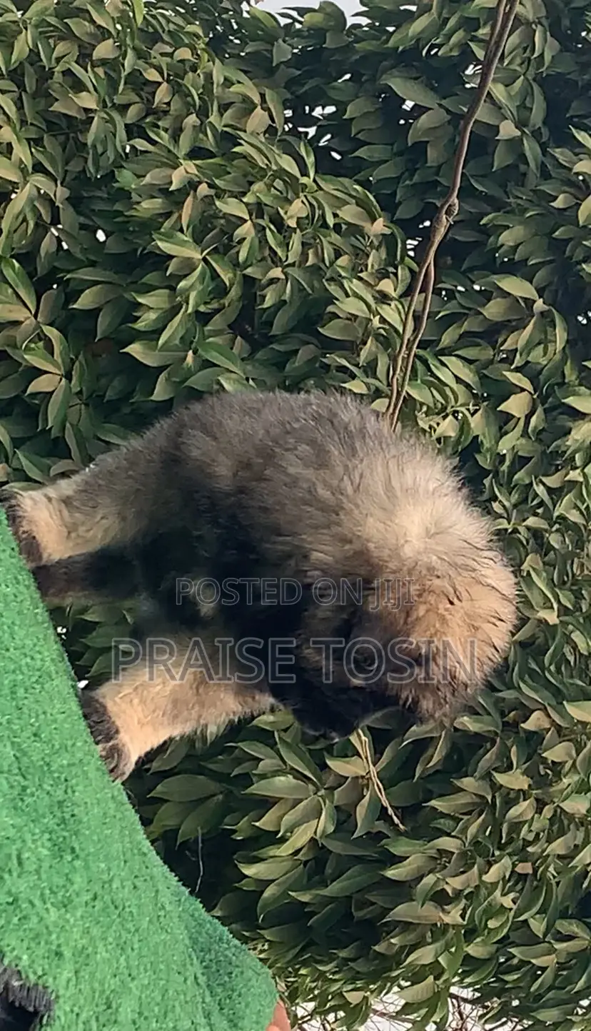 1-3 months Female Purebred Caucasian Shepherd