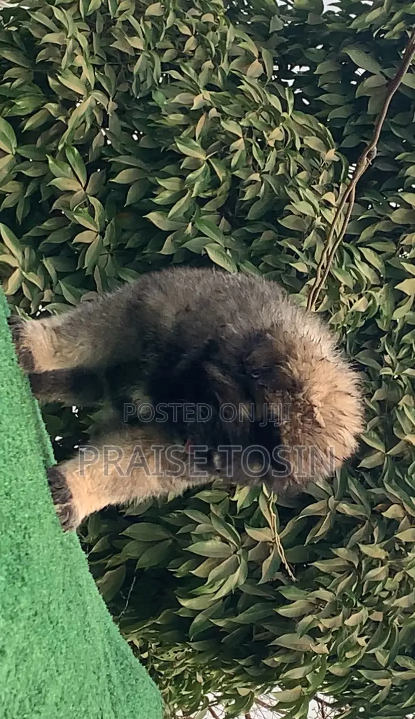 1-3 months Female Purebred Caucasian Shepherd