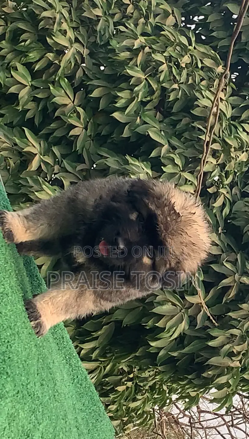 1-3 months Female Purebred Caucasian Shepherd