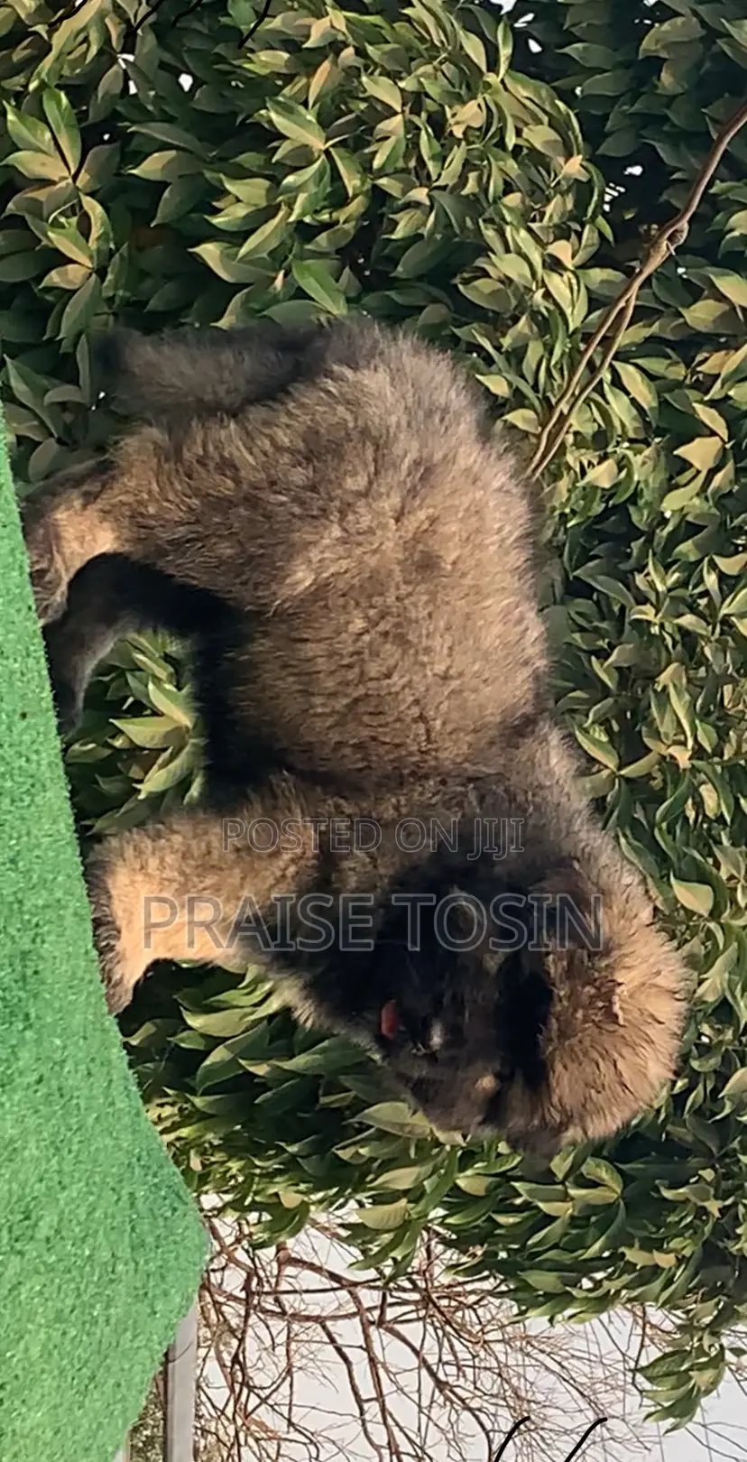 1-3 months Female Purebred Caucasian Shepherd