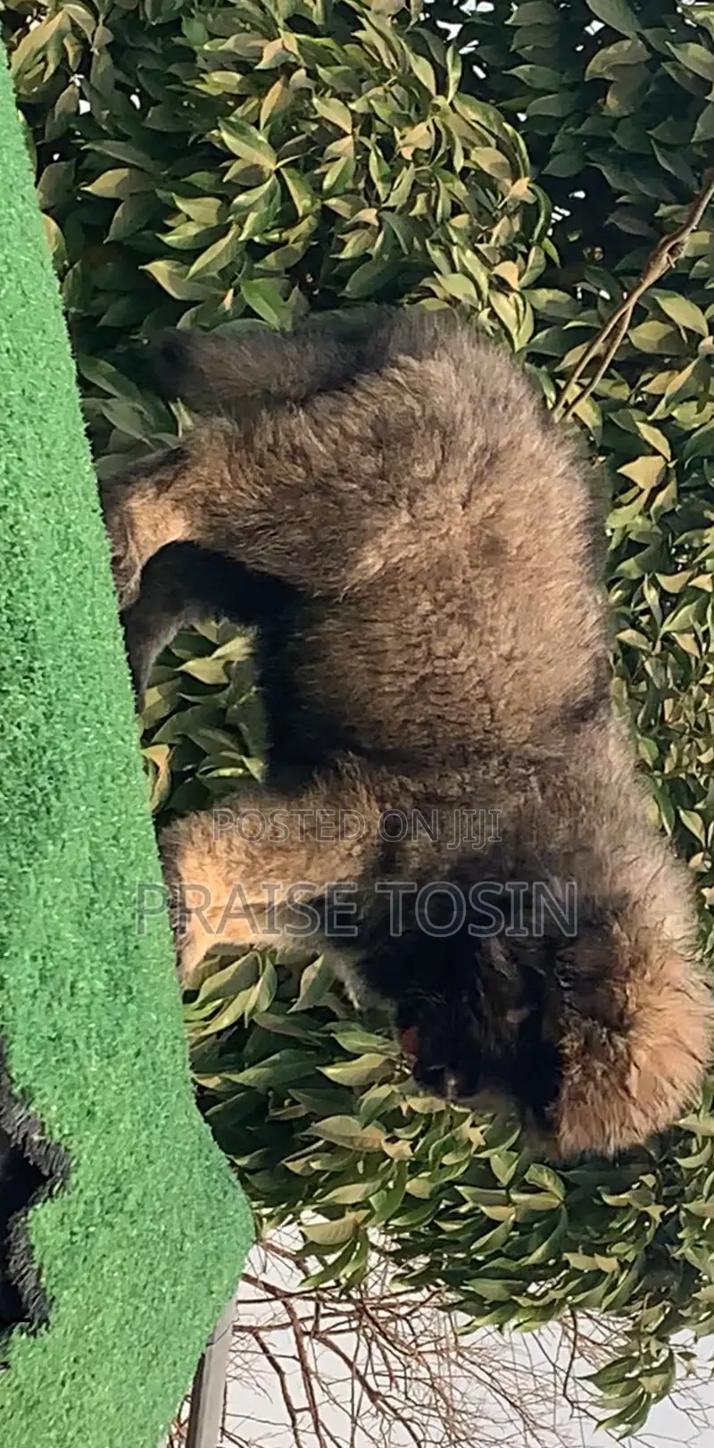 1-3 months Female Purebred Caucasian Shepherd