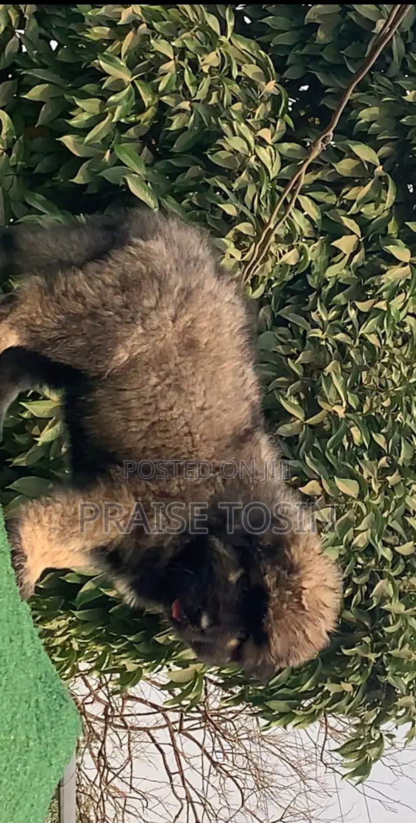 1-3 months Female Purebred Caucasian Shepherd
