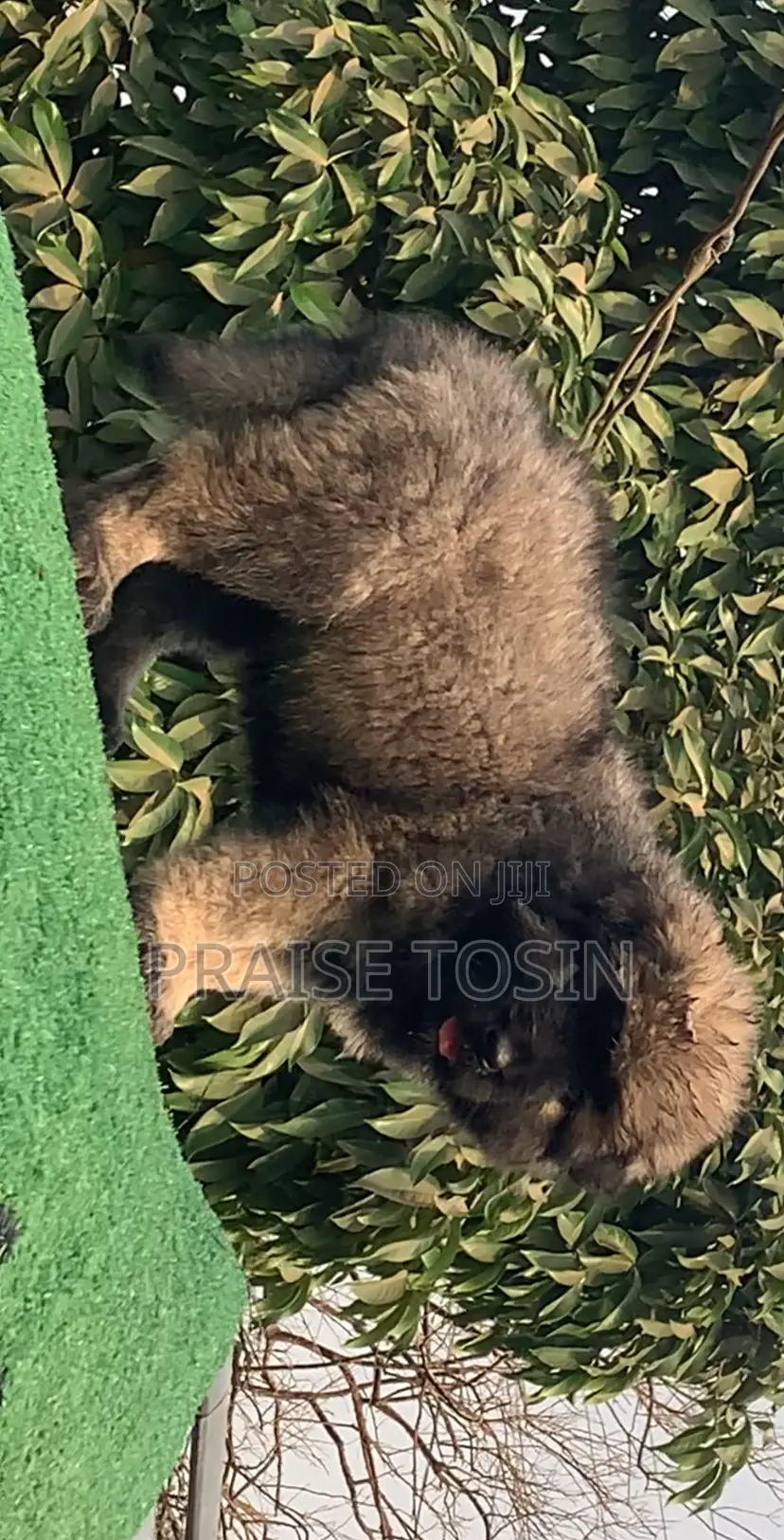 1-3 months Female Purebred Caucasian Shepherd