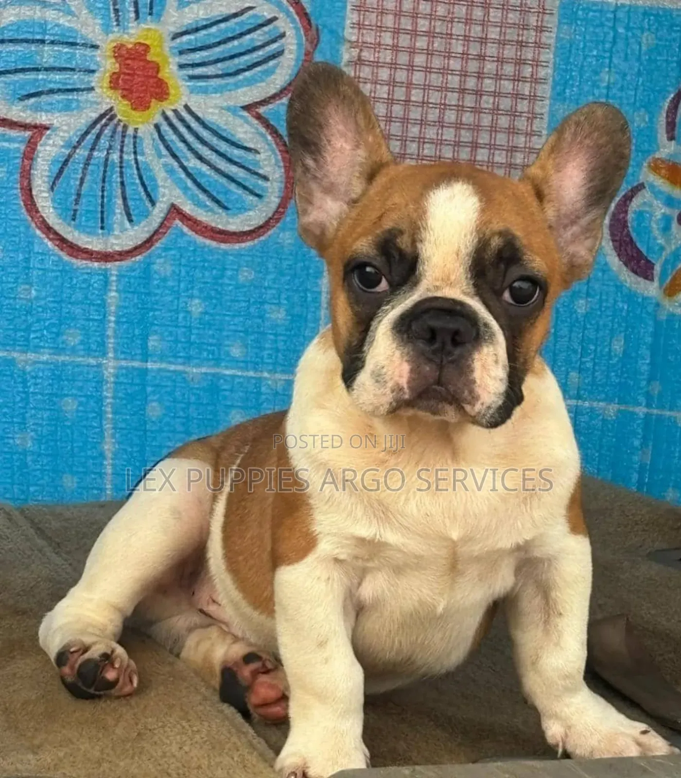 1-3 months Female Purebred French Bulldog