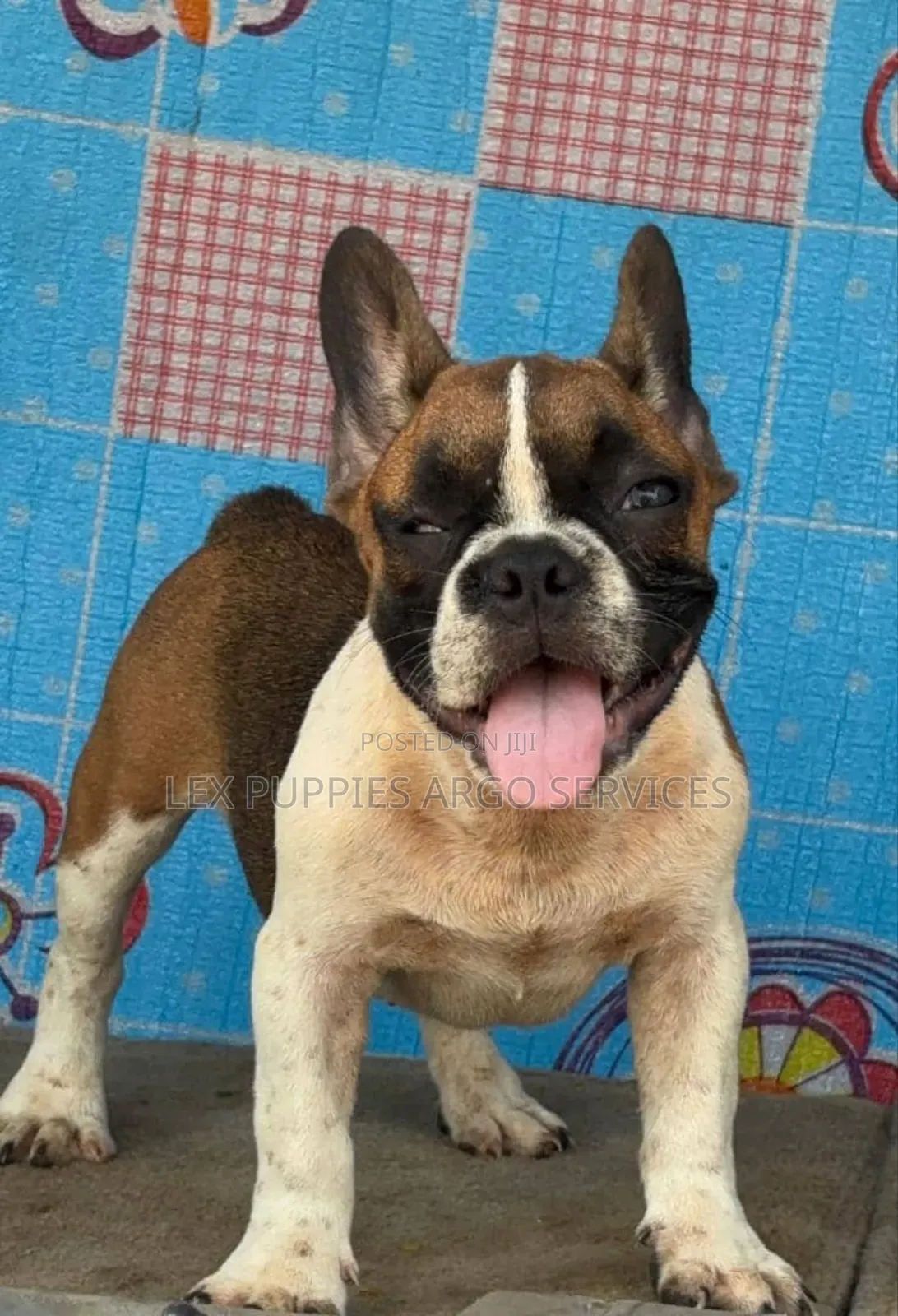 1-3 months Female Purebred French Bulldog