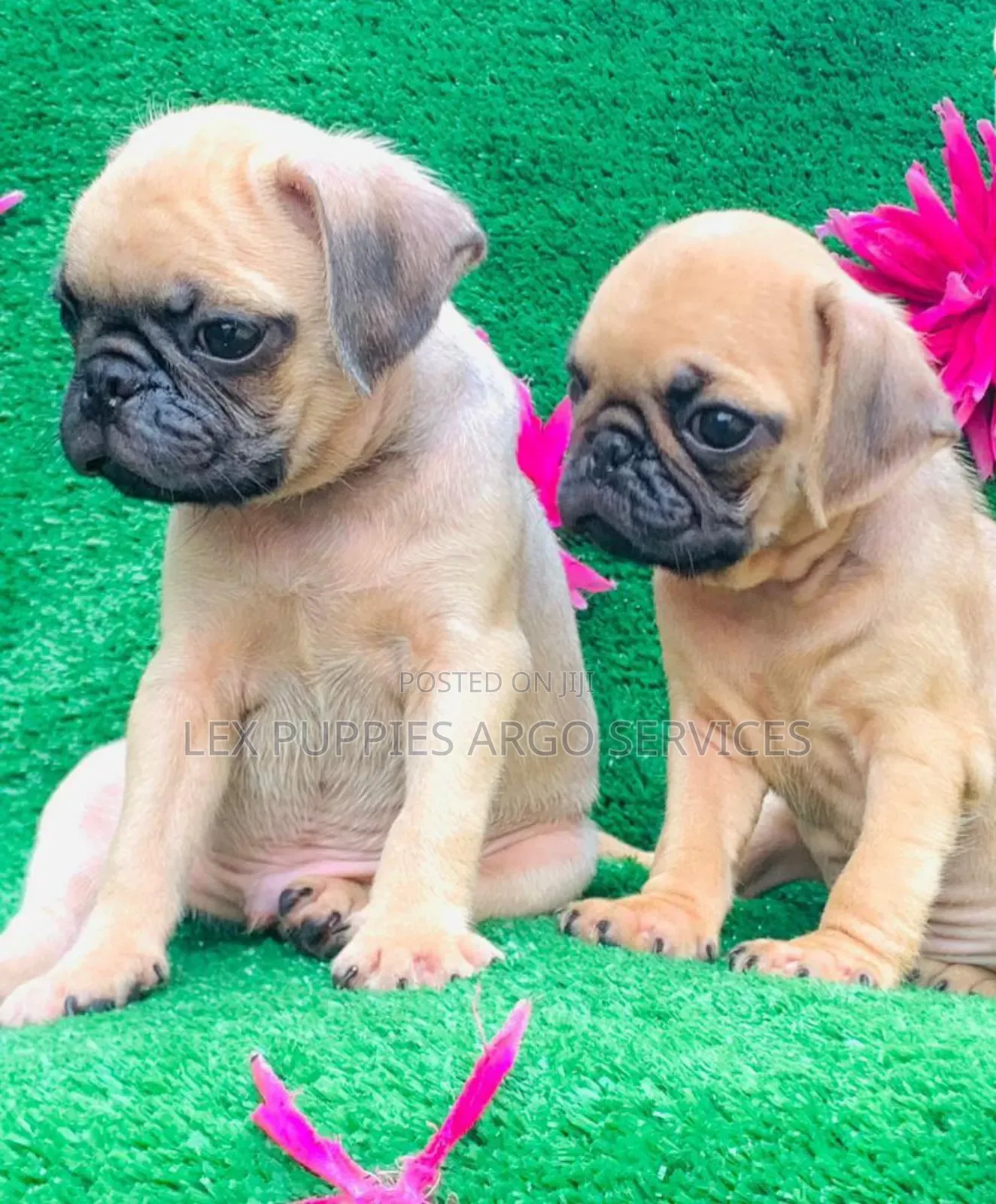1-3 months Female Purebred Pug
