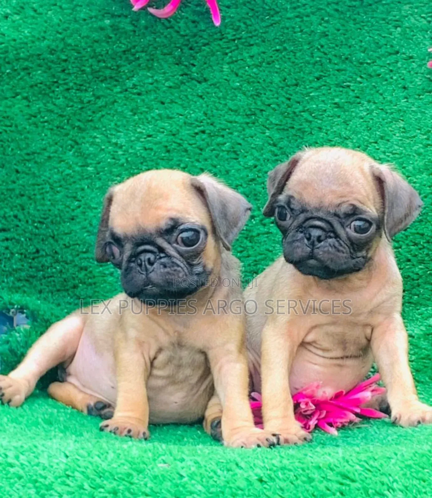 1-3 months Female Purebred Pug