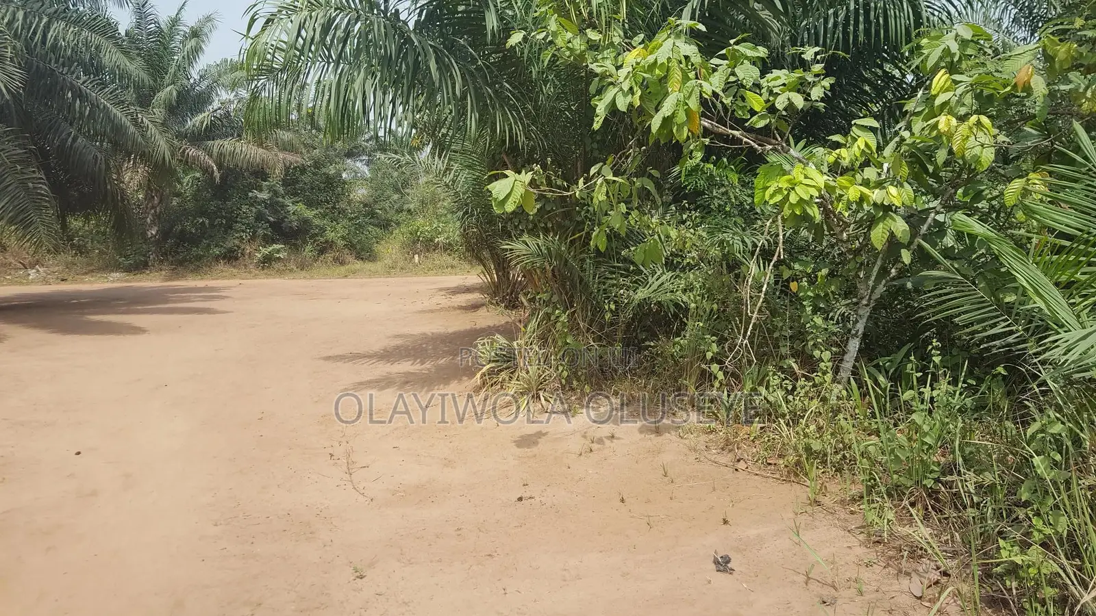 Agriculture and Farm Land for Sale in Ogun State ,Nigeria