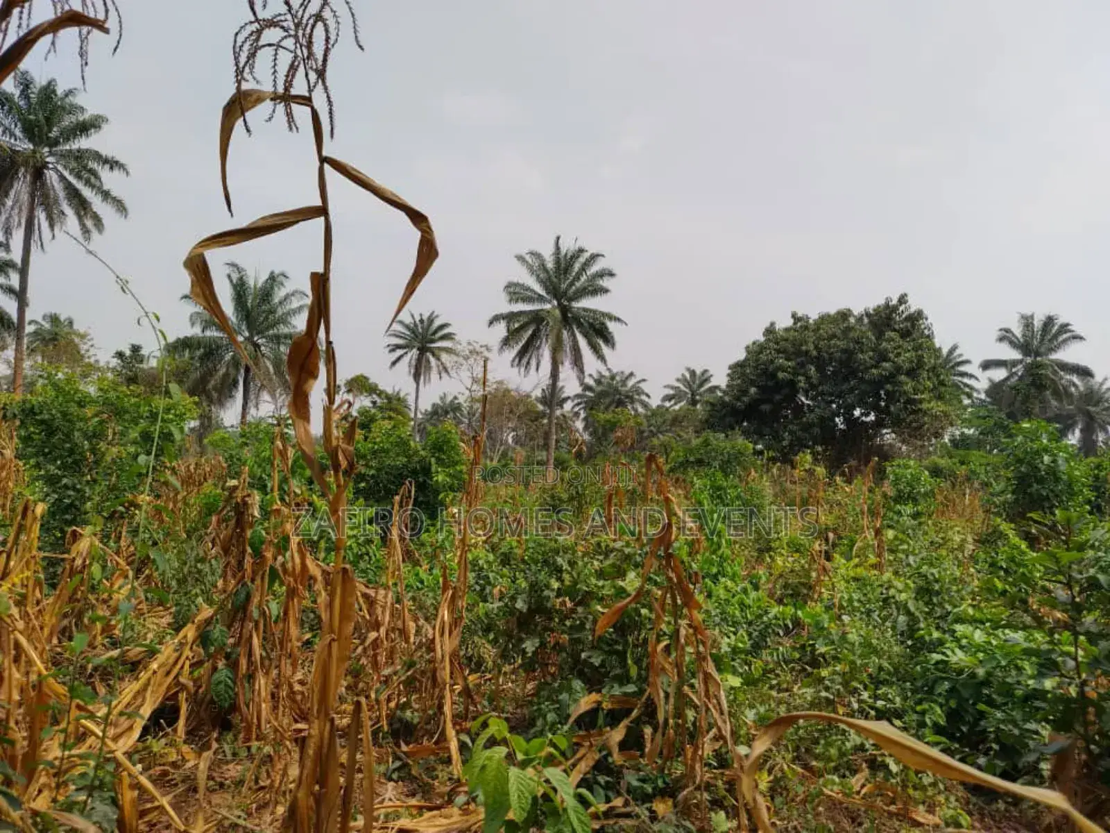 10 Acres of Fertile Farmland at Lagelu Secretariat Iyanaoffa