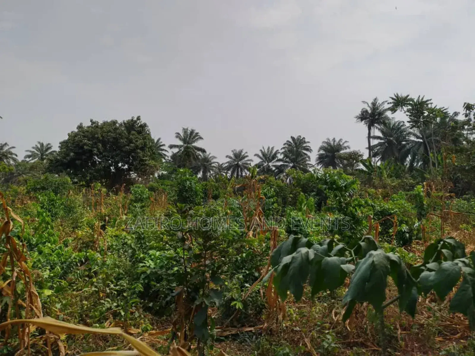 10 Acres of Fertile Farmland at Lagelu Secretariat Iyanaoffa