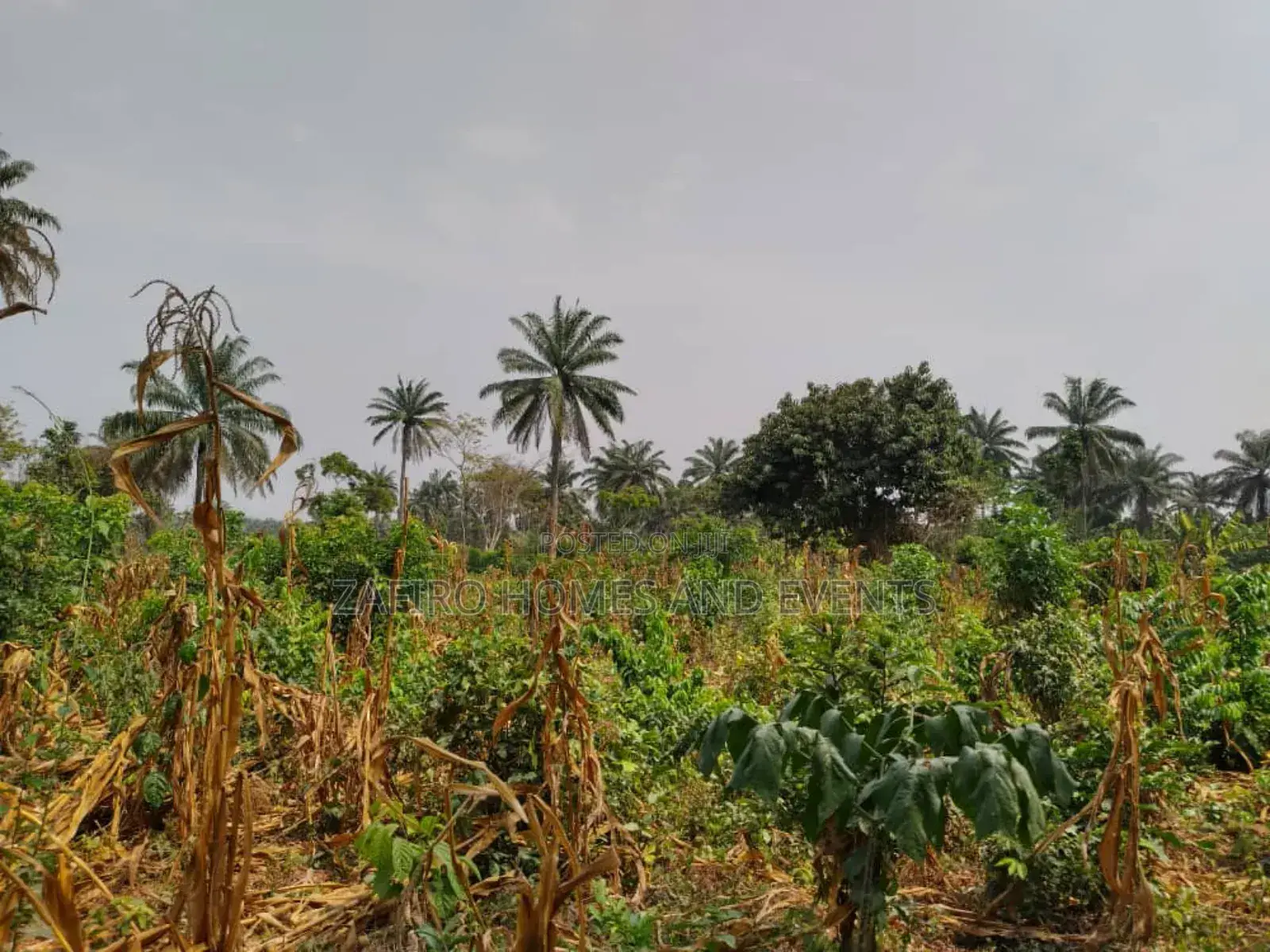 10 Acres of Fertile Farmland at Lagelu Secretariat Iyanaoffa