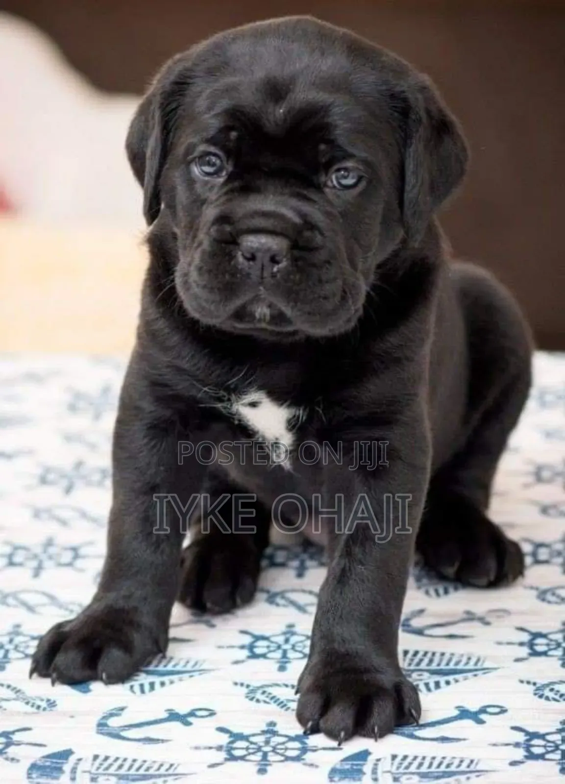 1-3 months Female Purebred Cane Corso