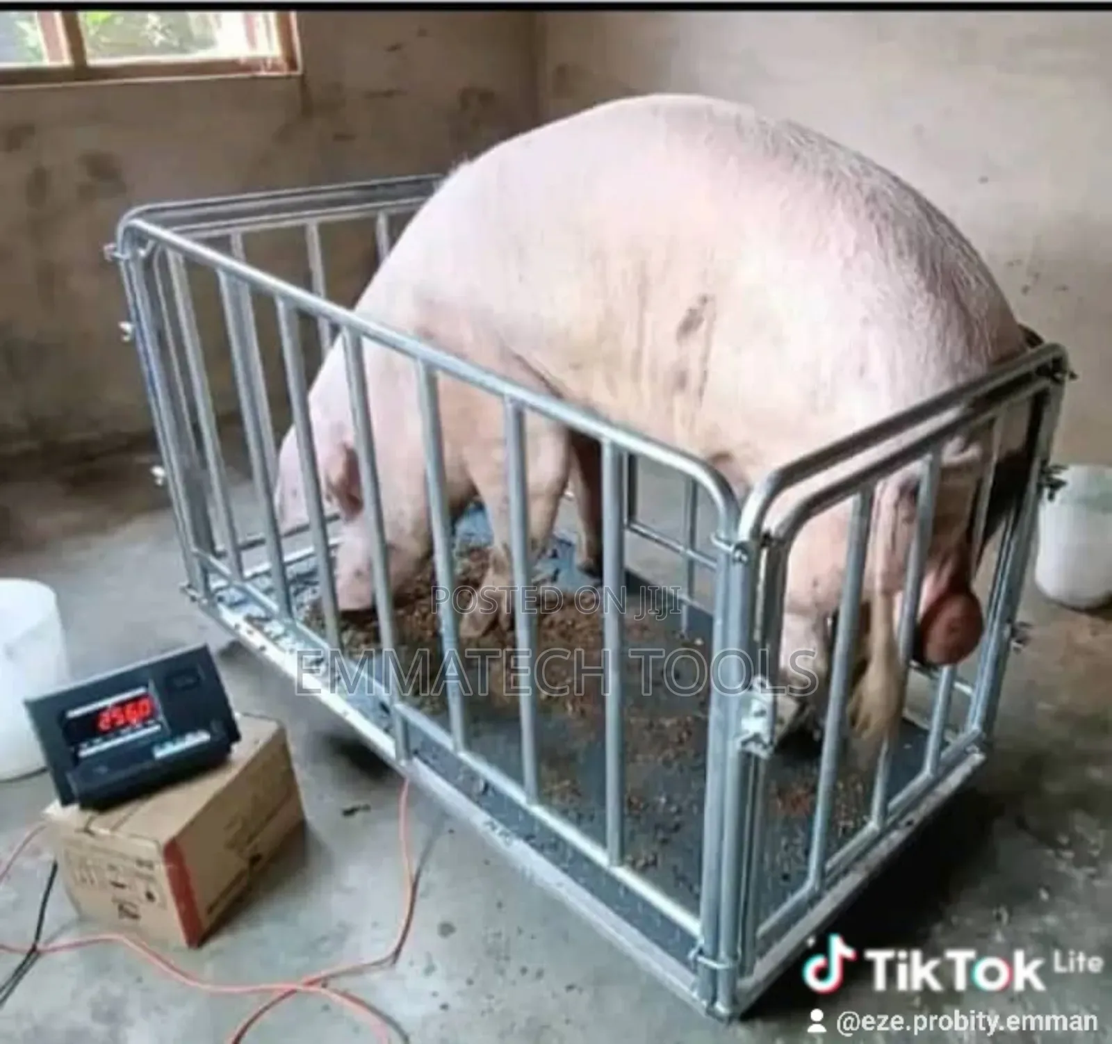 3000kg A12 Animal Scale