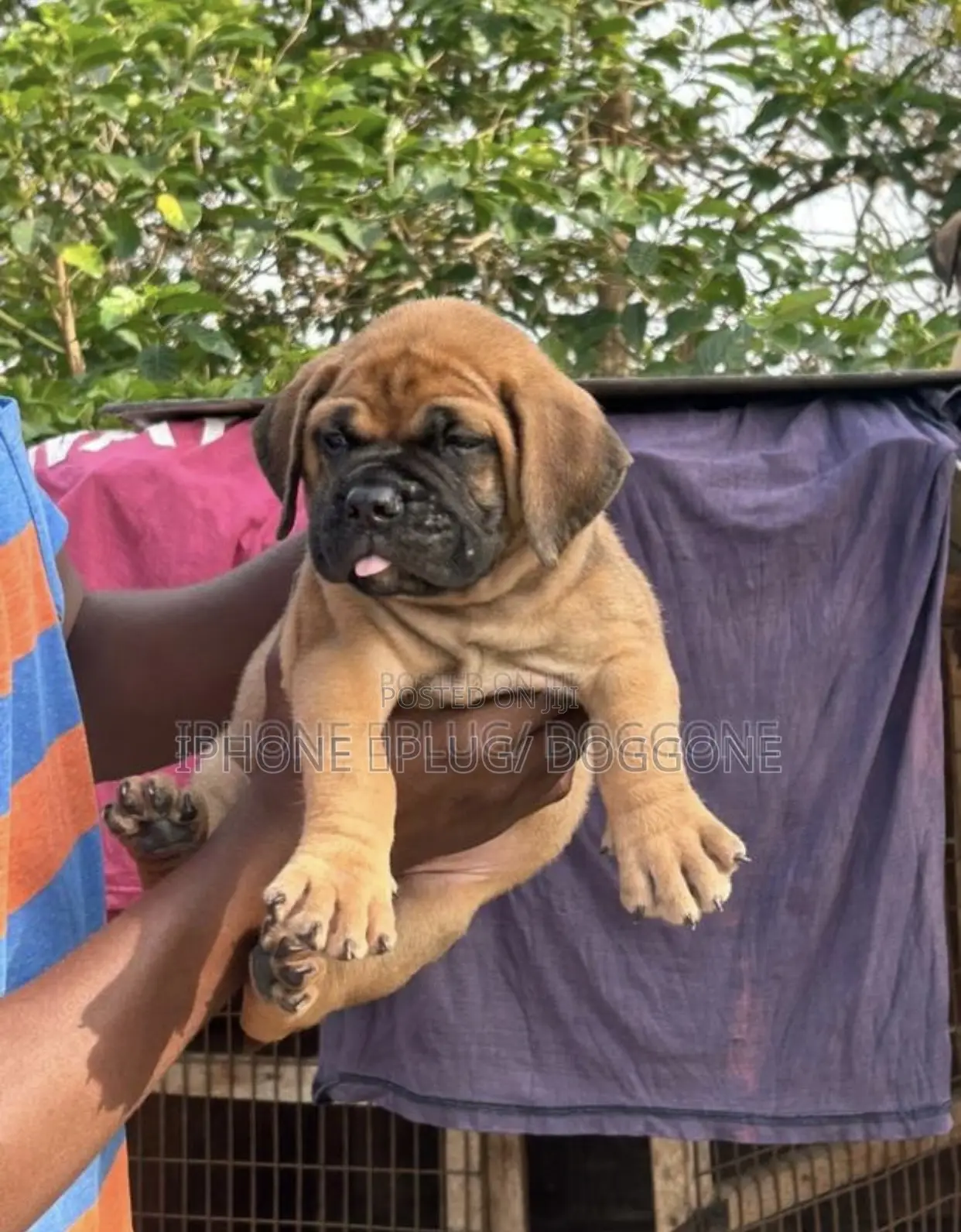 1-3 months Male Purebred Bullmastiff