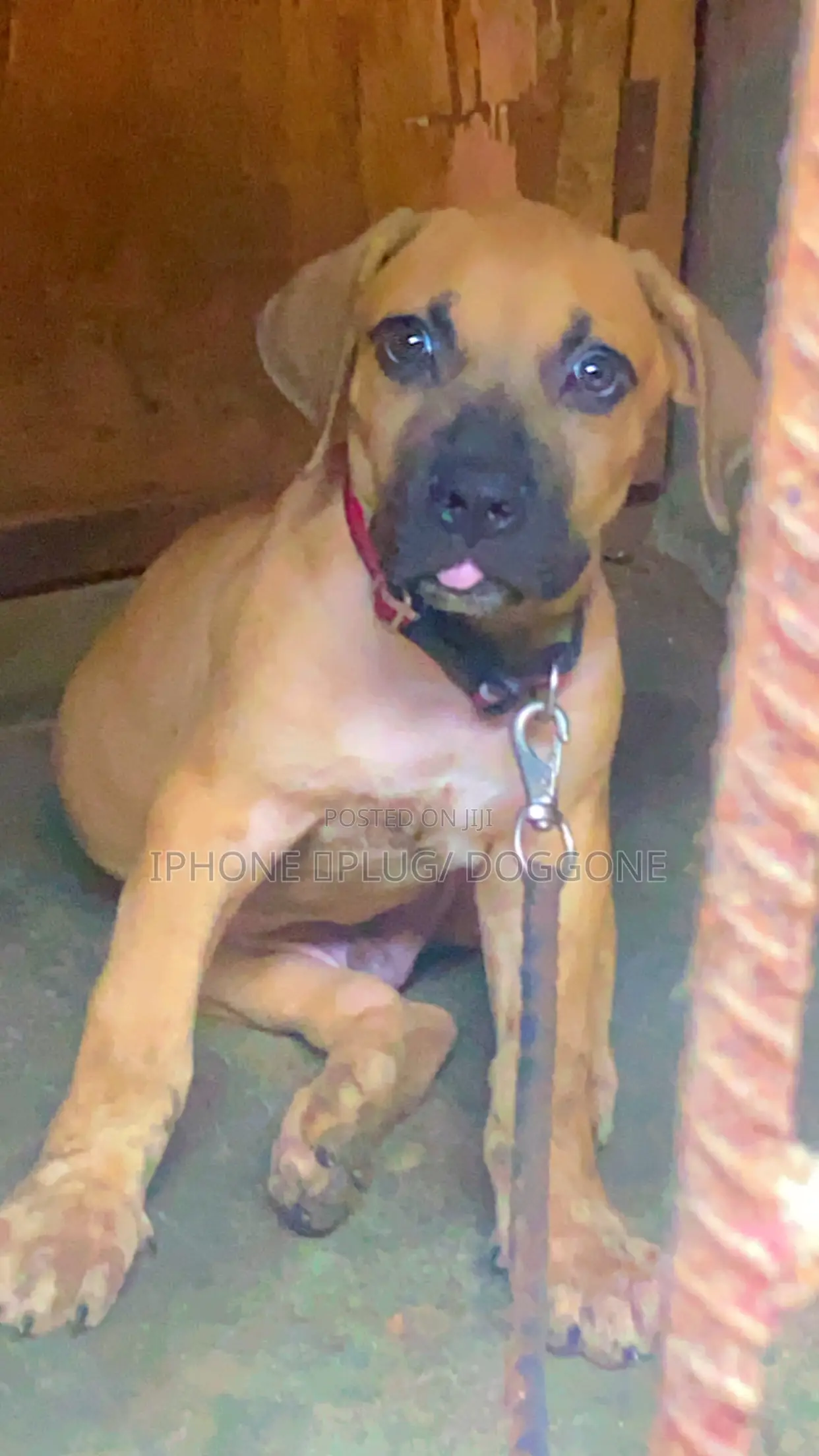 1-3 months Male Purebred Boerboel