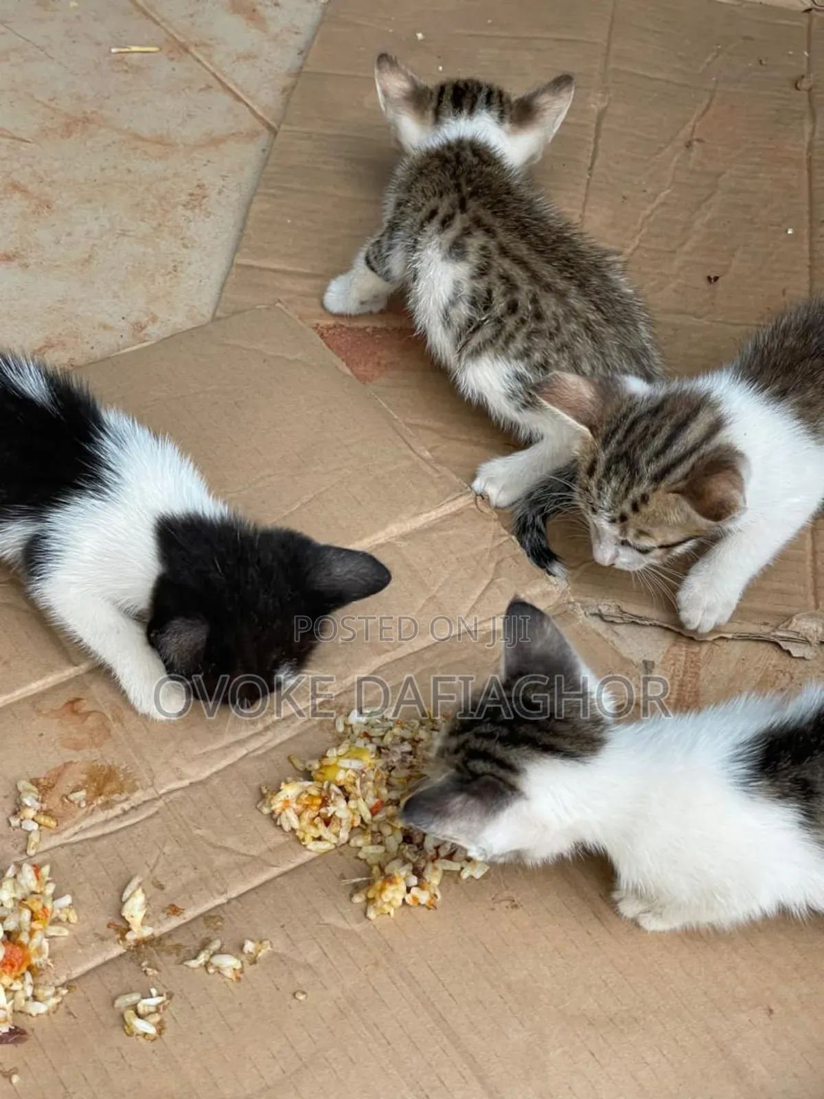 1-3 months Male Mixed Breed Tabby cat