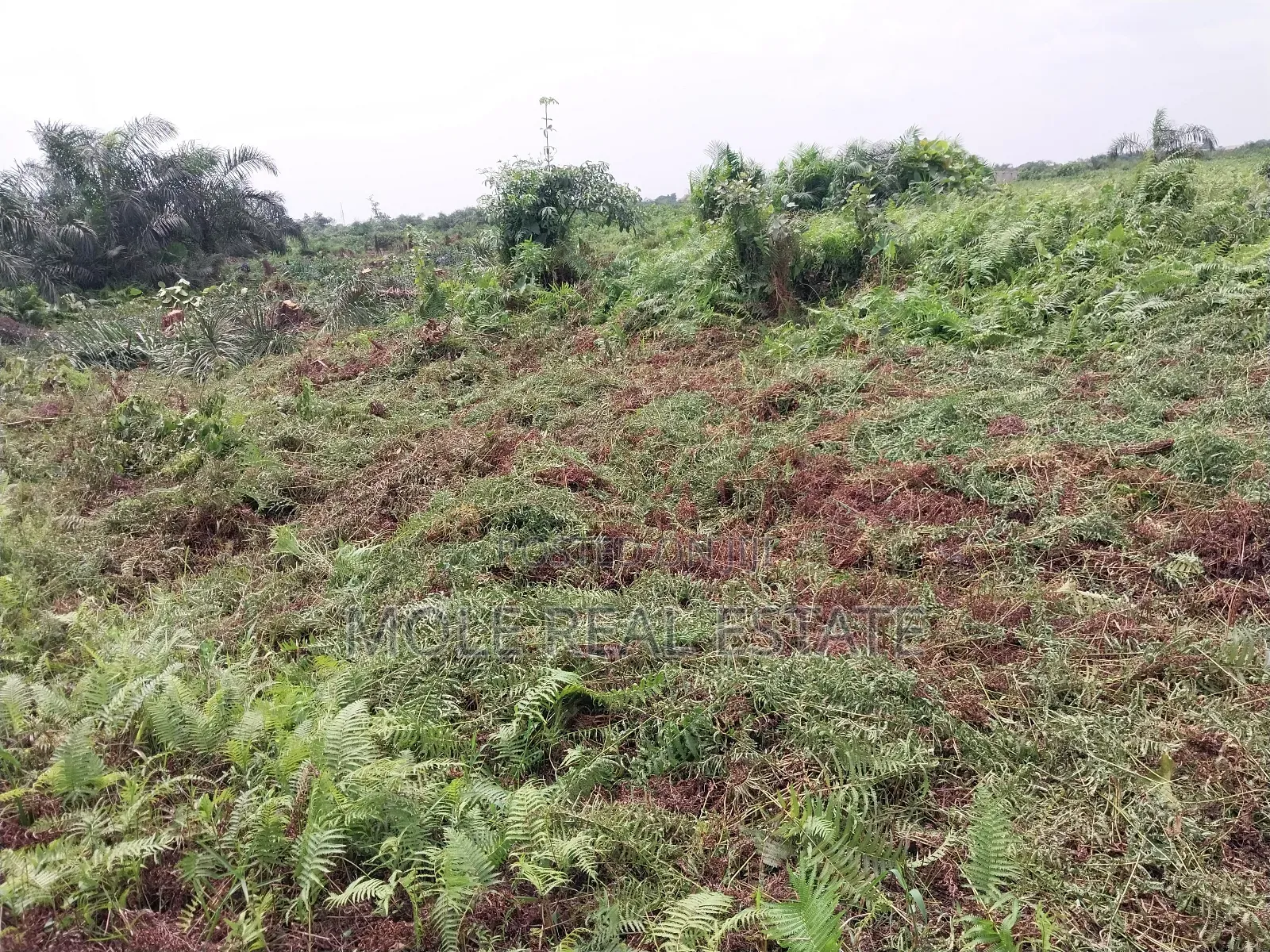 60ft by 120ft Full Plot Ijegun Festac Link