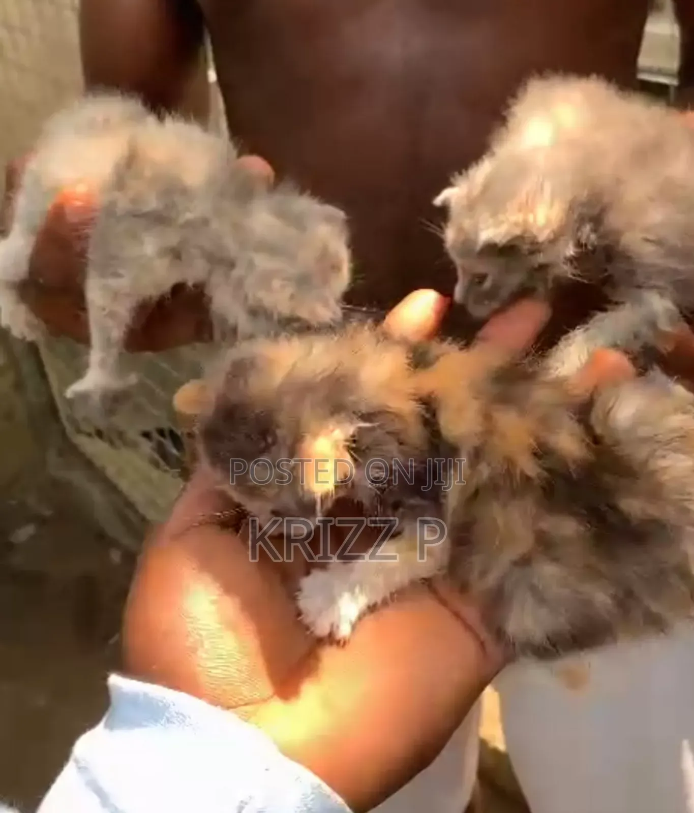 0-1 month Male Purebred Exotic