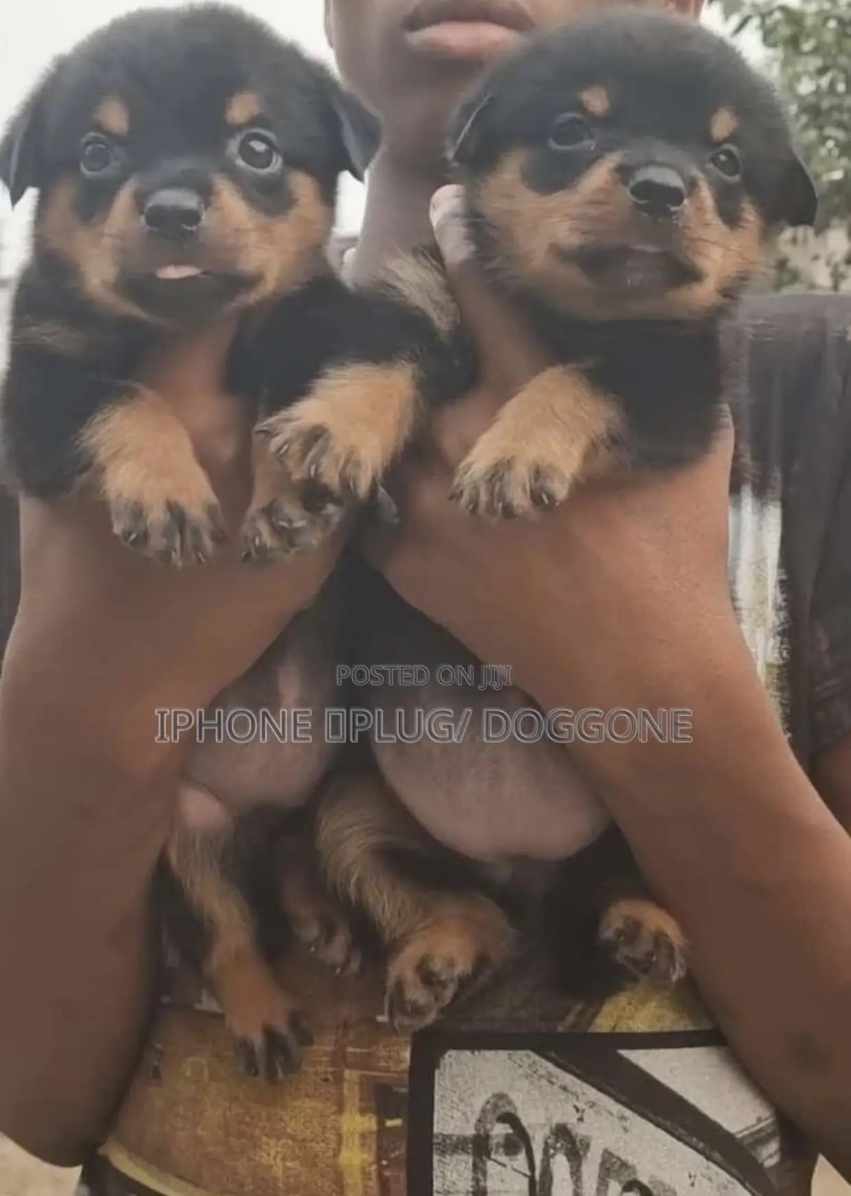 1-3 months Female Purebred Rottweiler