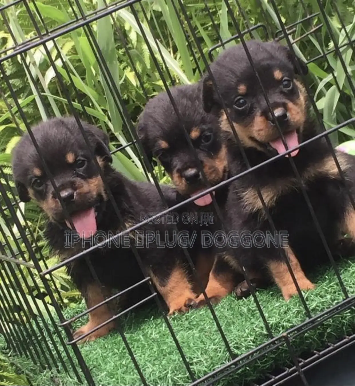 1-3 months Female Purebred Rottweiler