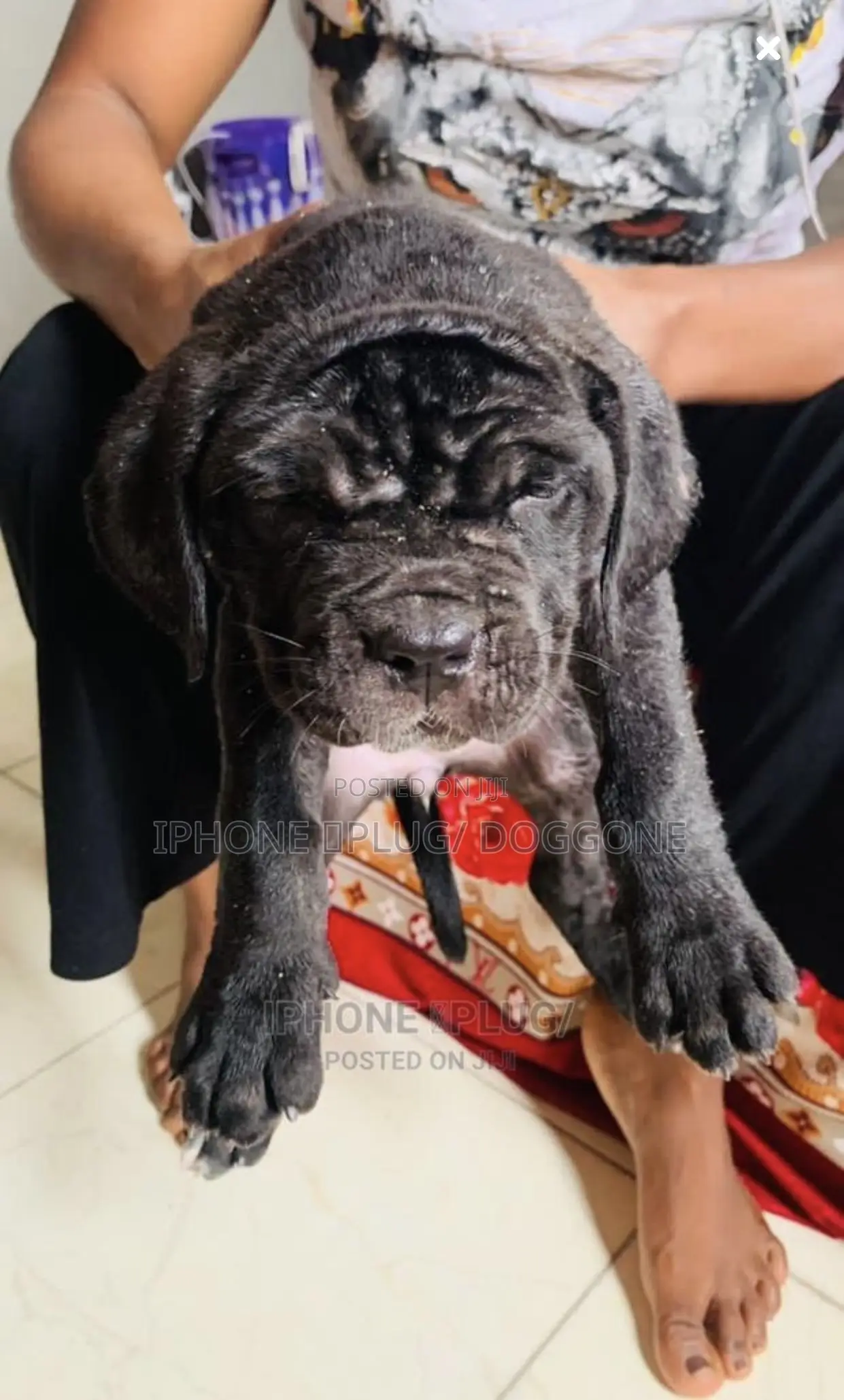 3-6 months Female Purebred Cane Corso