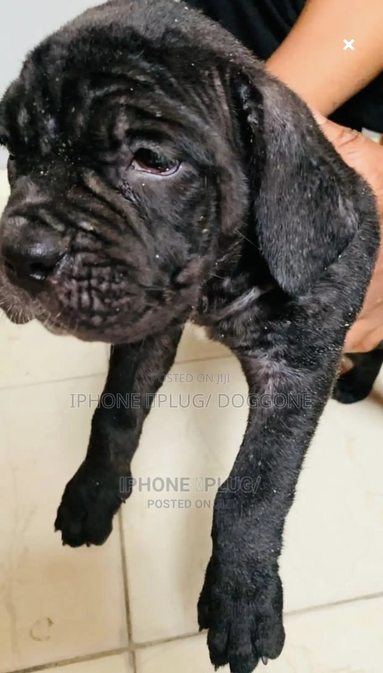 3-6 months Female Purebred Cane Corso