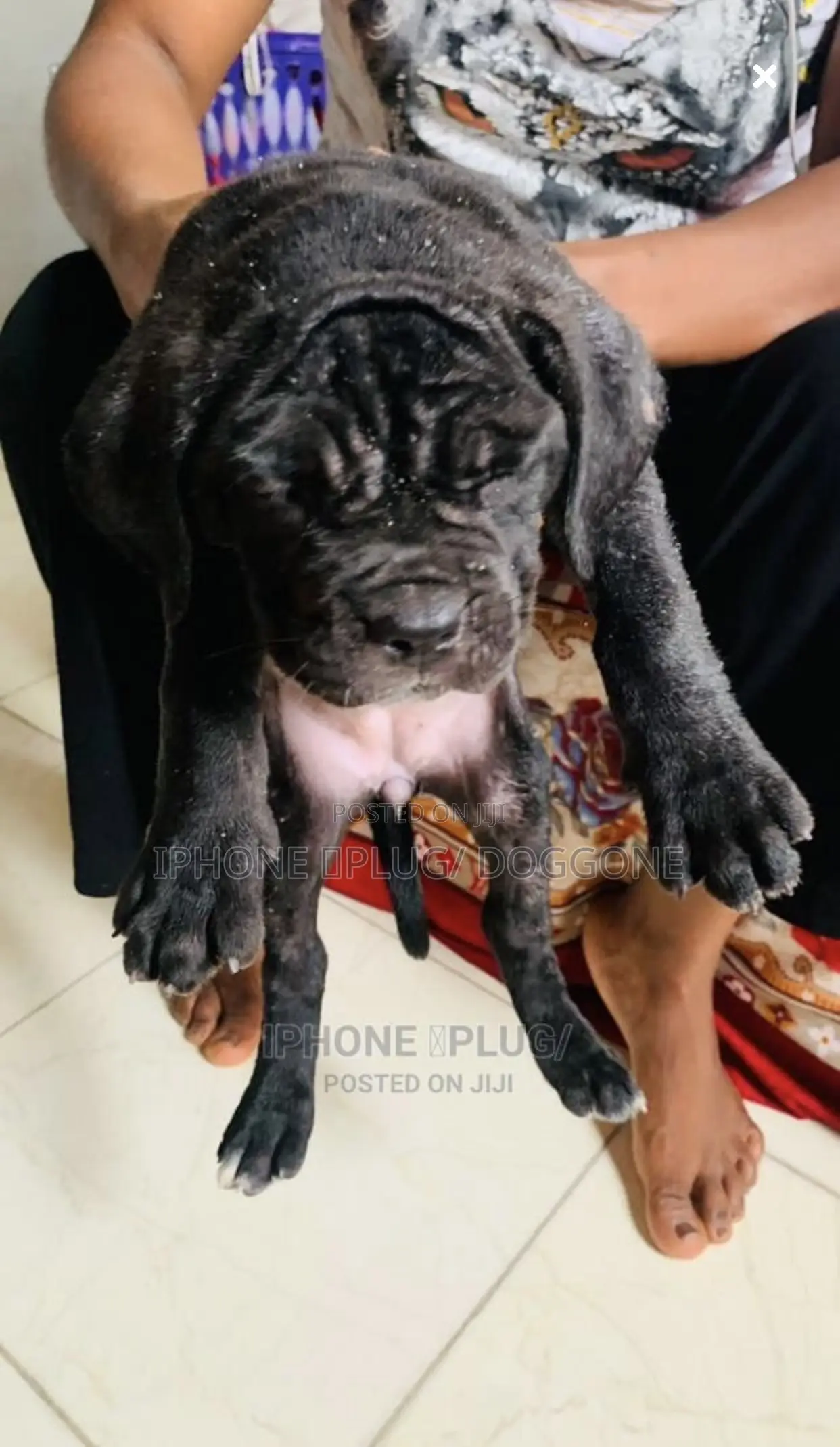 3-6 months Female Purebred Cane Corso