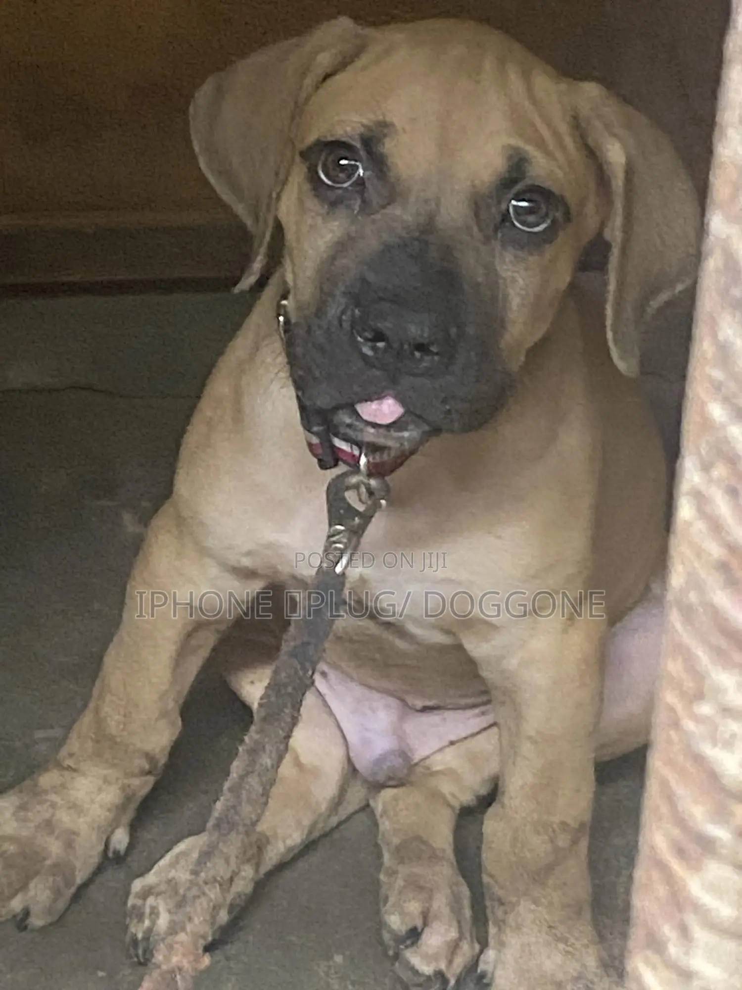 1-3 months Male Purebred Boerboel