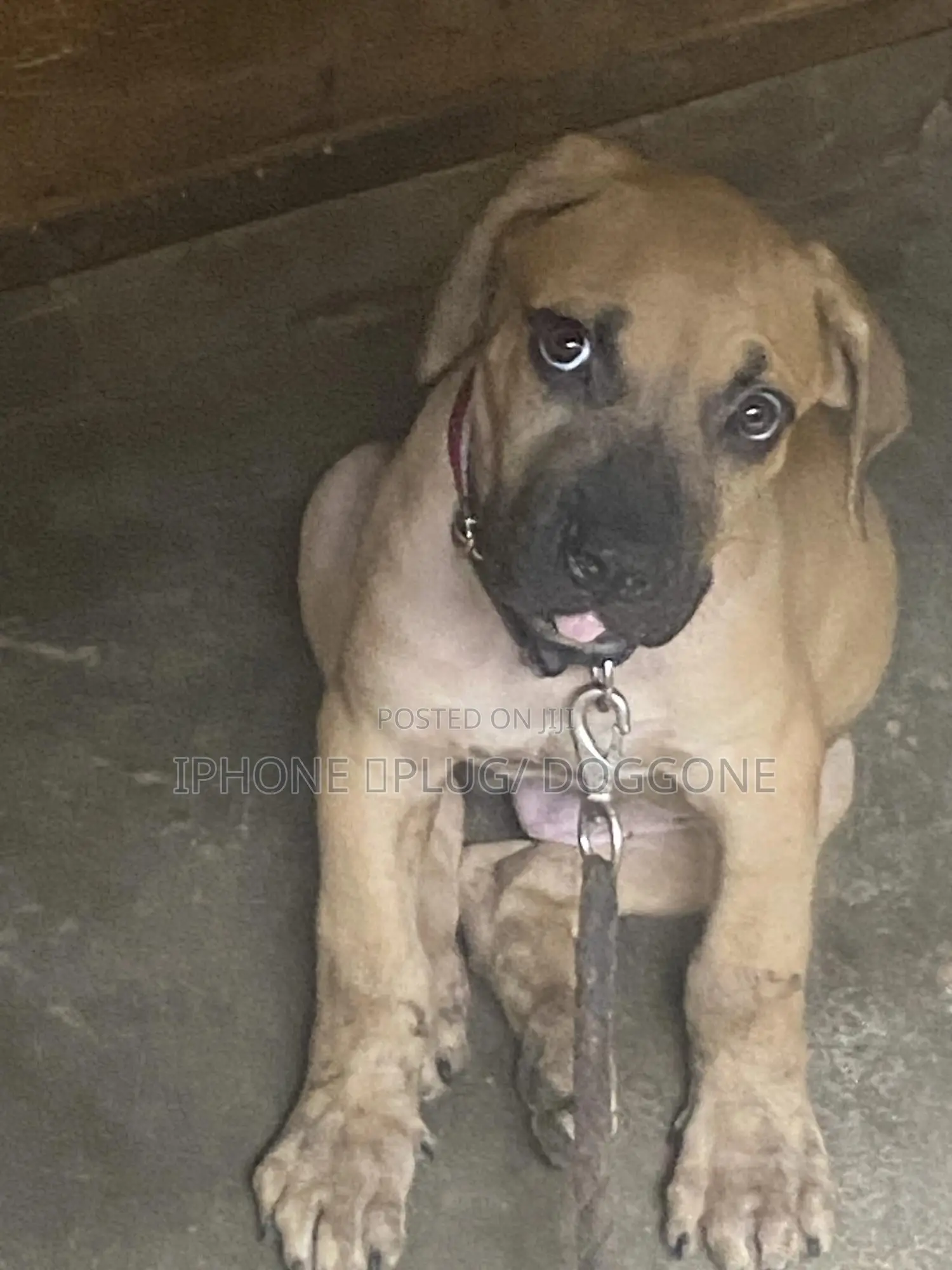 1-3 months Male Purebred Boerboel