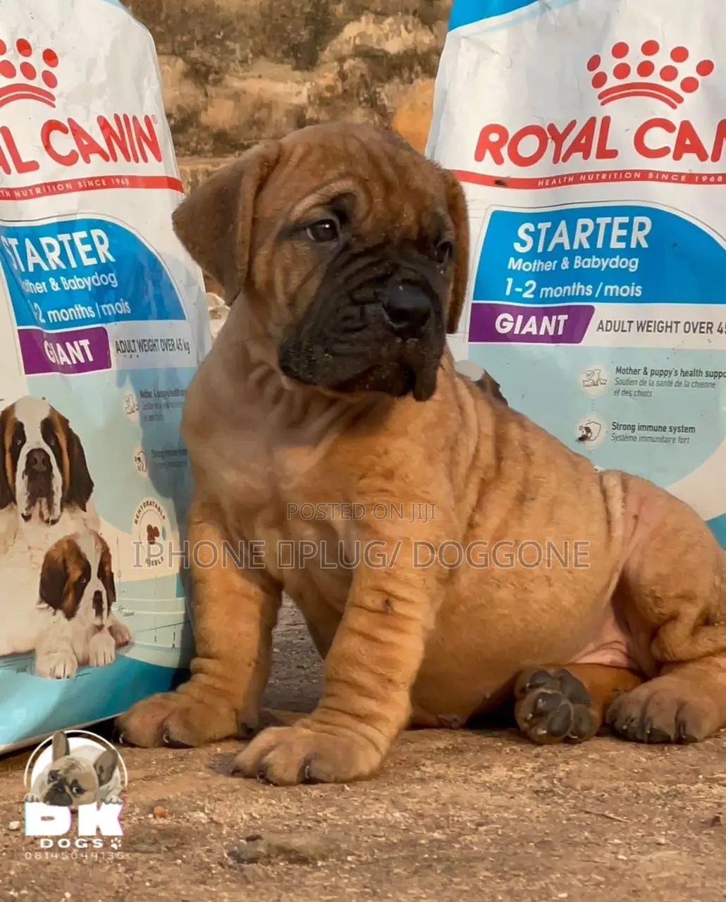 1-3 months Male Purebred Boerboel