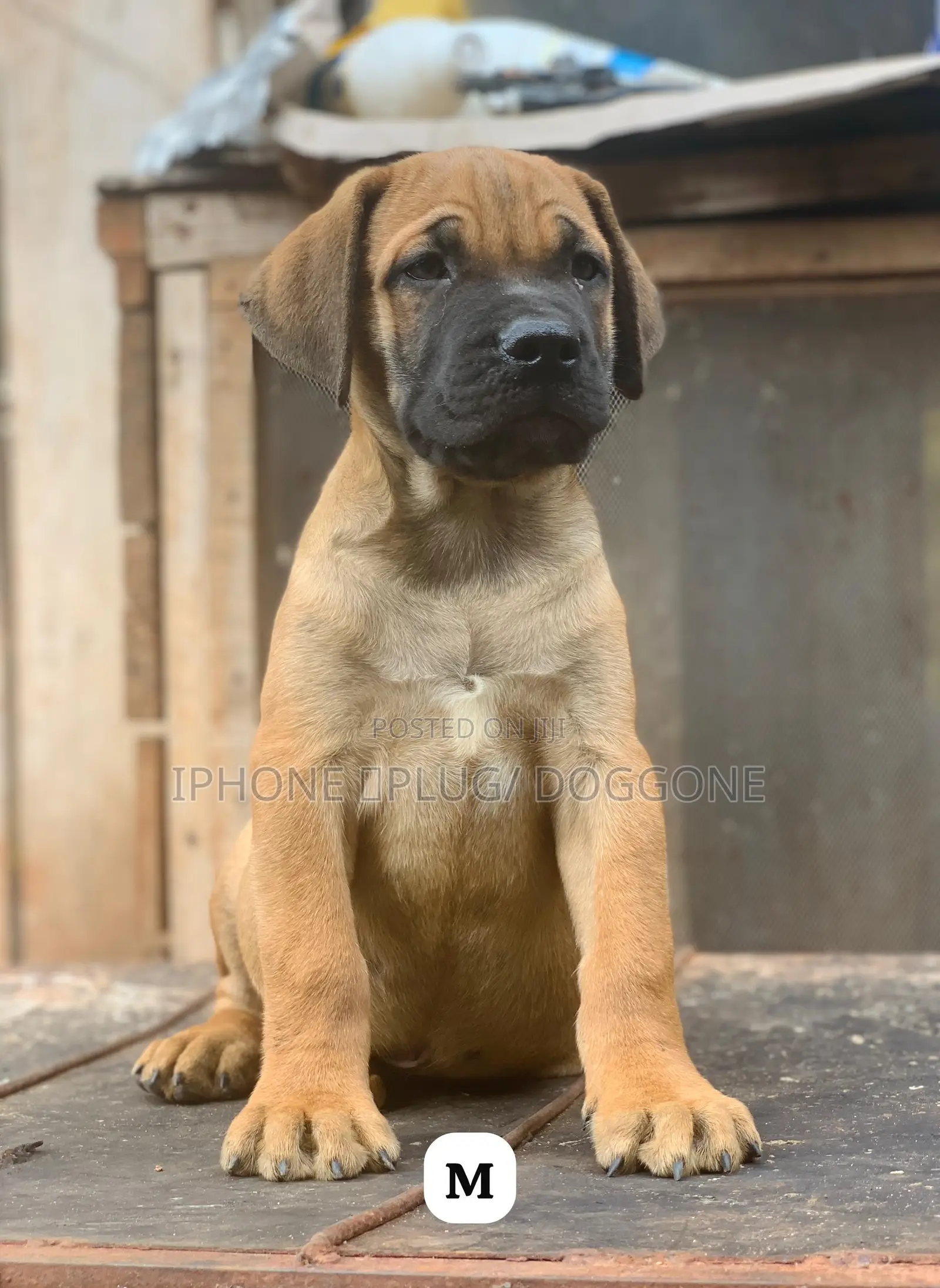 1-3 months Male Purebred Boerboel