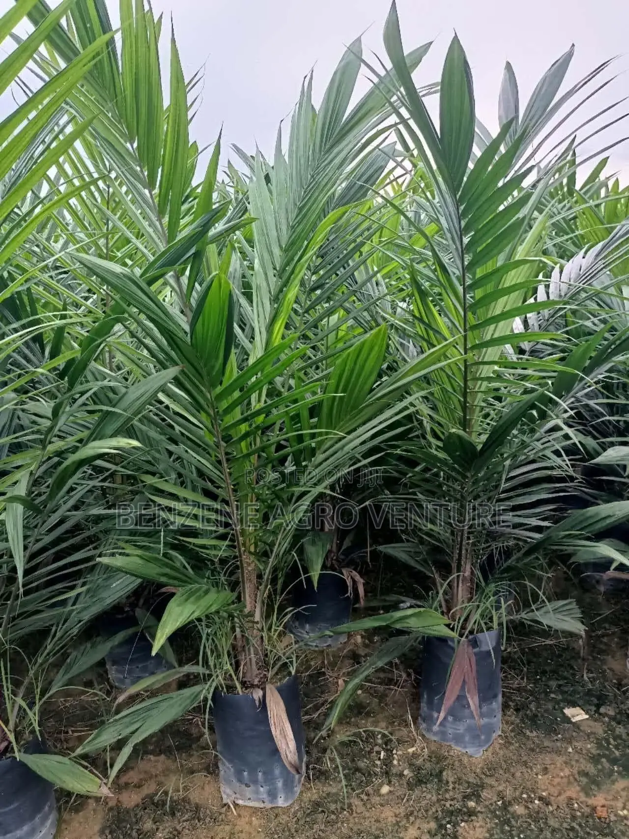 Supergene Palm Seedlings