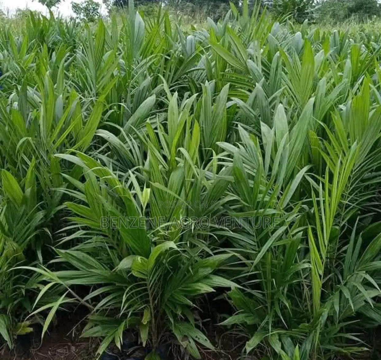 Supergene Palm Seedlings