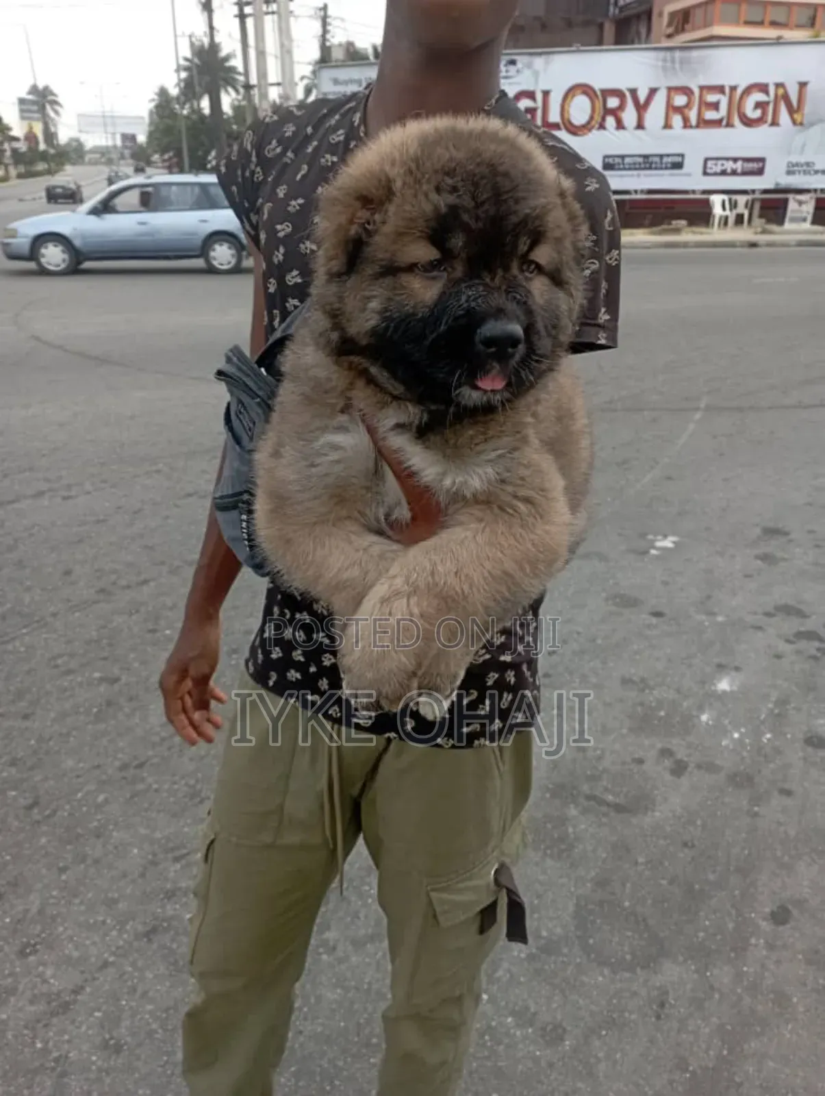 1-3 months Male Purebred Caucasian Shepherd