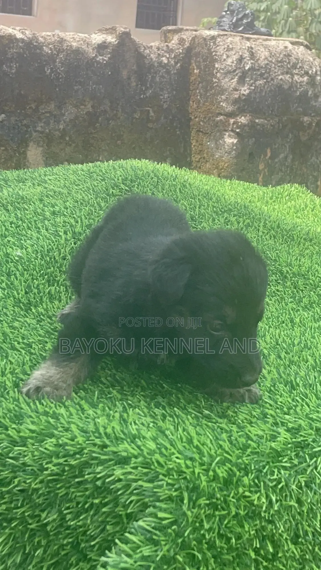 1-3 months Male Purebred German Shepherd