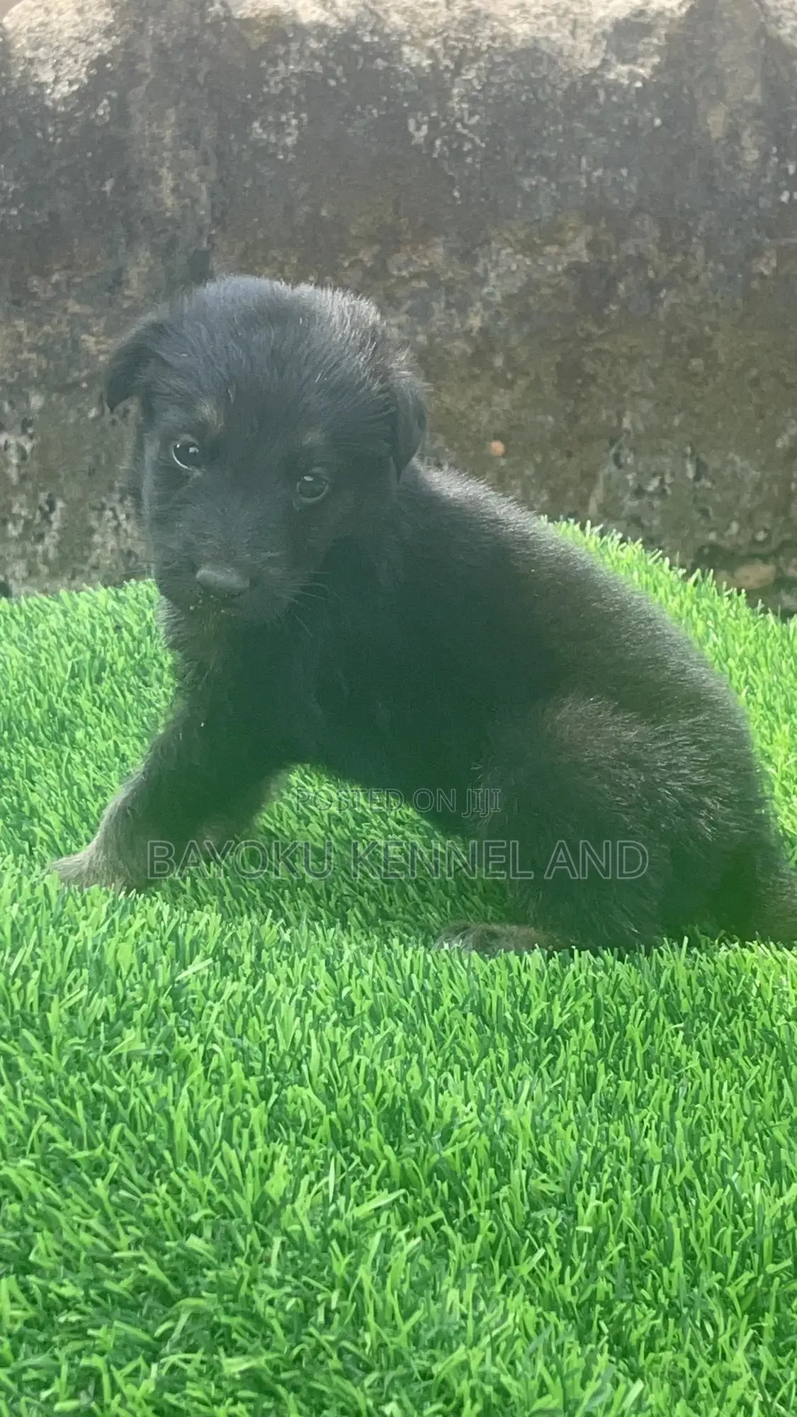 1-3 months Male Purebred German Shepherd