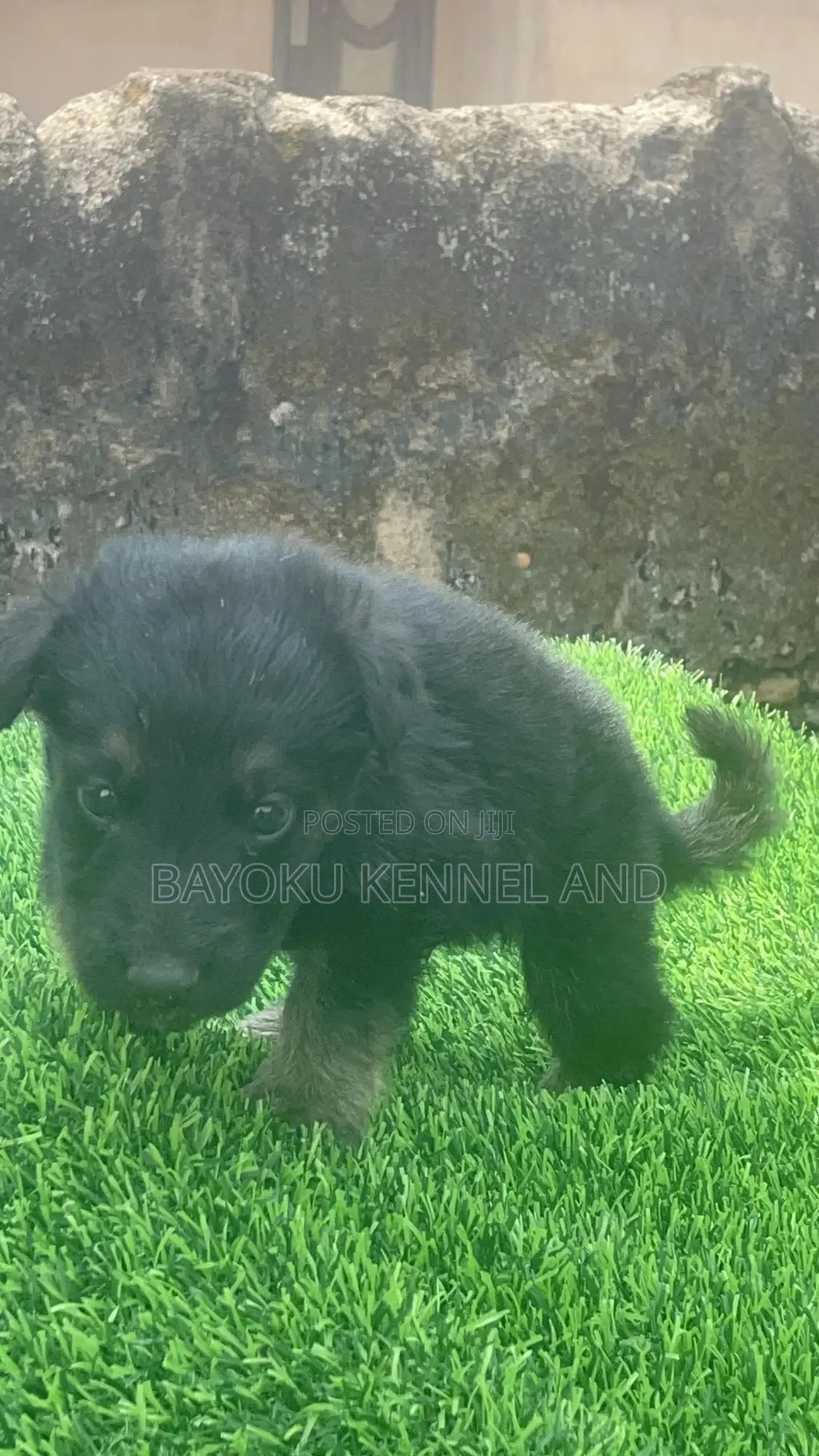 1-3 months Male Purebred German Shepherd