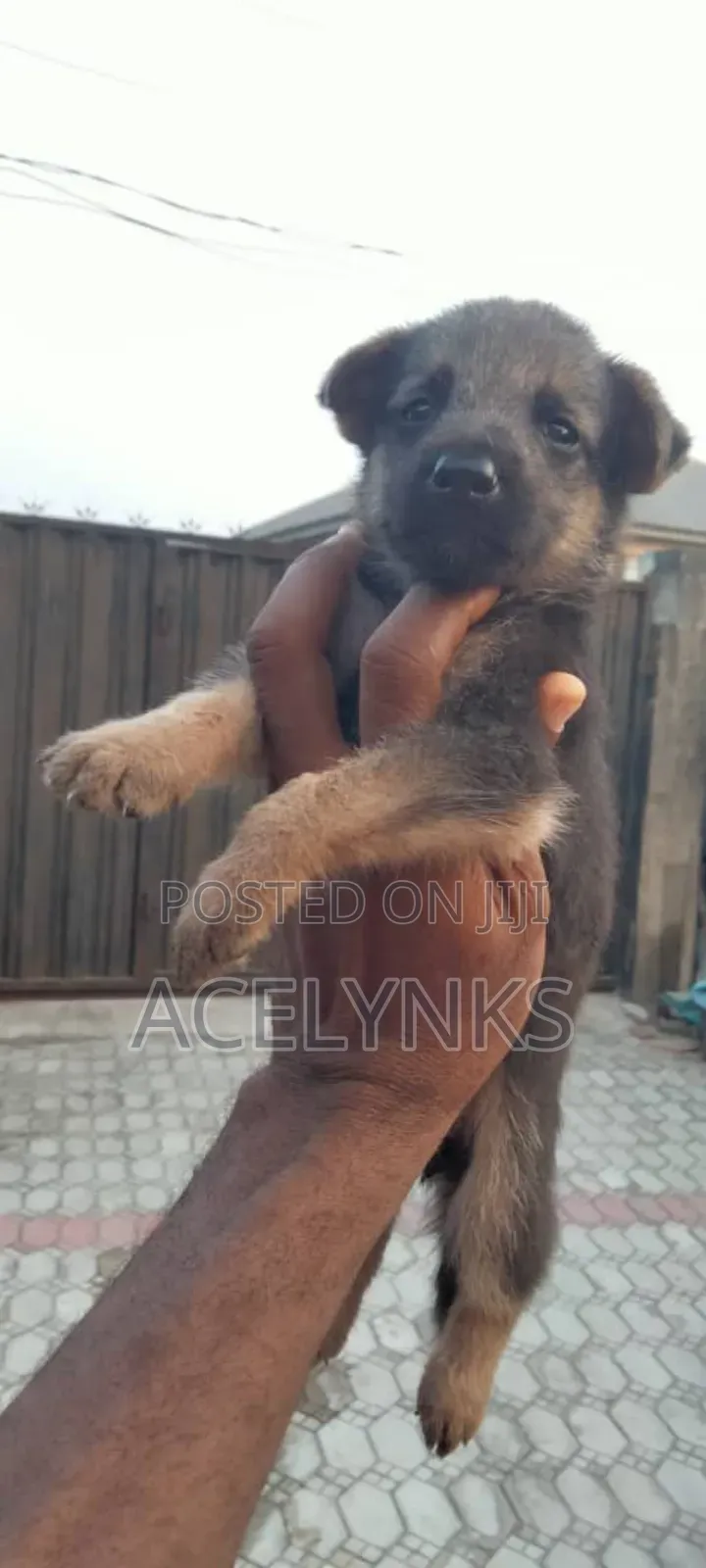 1-3 months Female Purebred German Shepherd