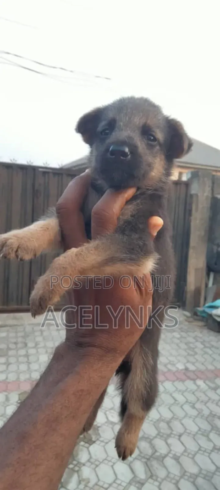 1-3 months Female Purebred German Shepherd