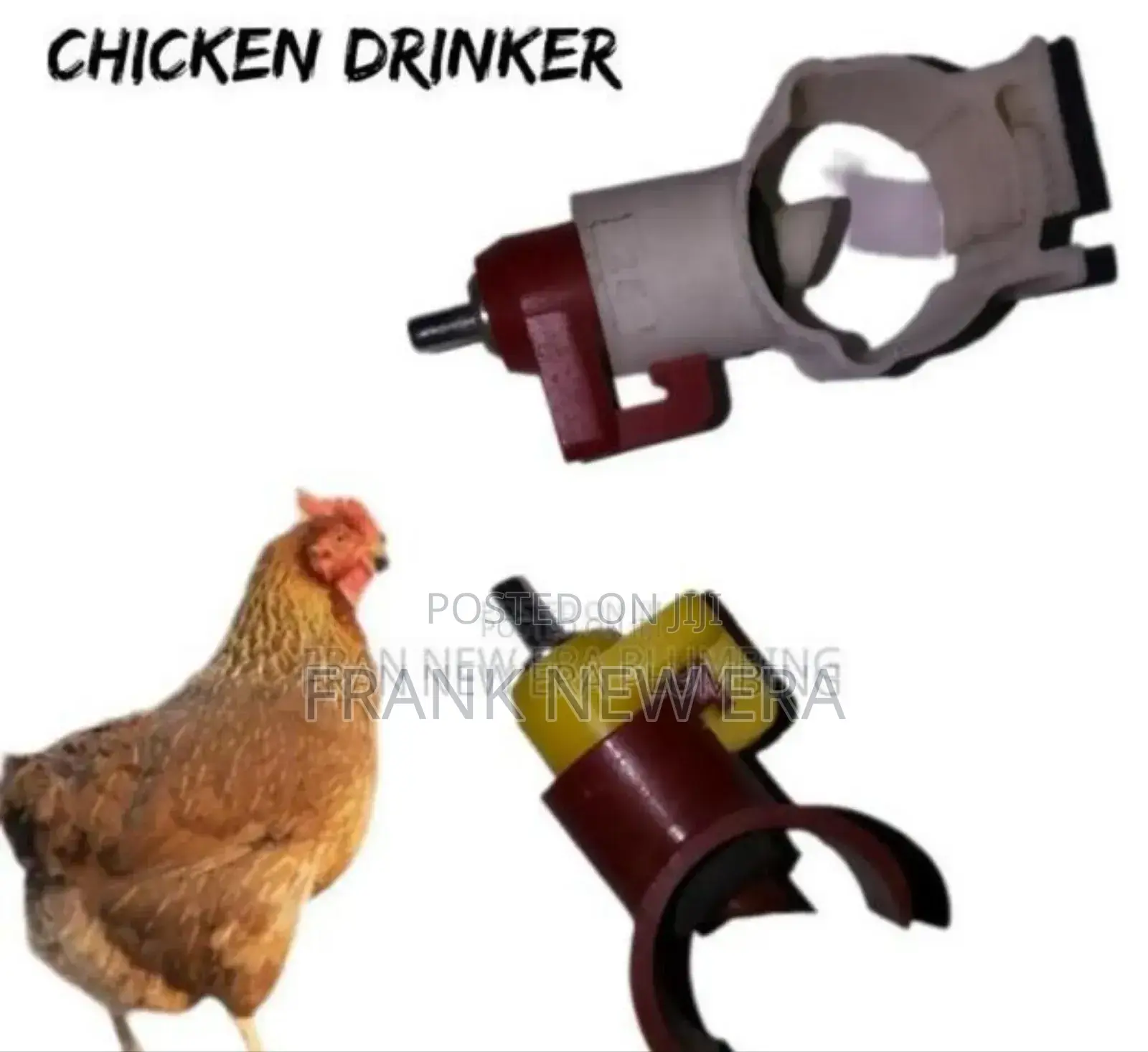 Chicken Drinkers