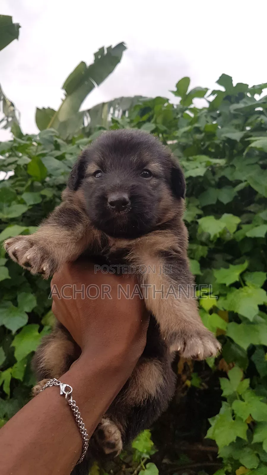 1-3 months Female Purebred German Shepherd