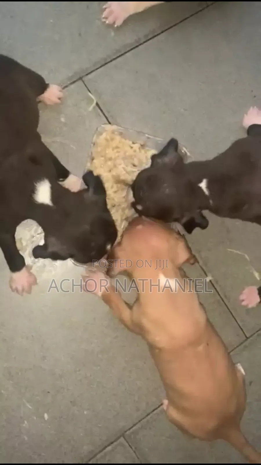 1-3 months Male Purebred American Pit Bull Terrier