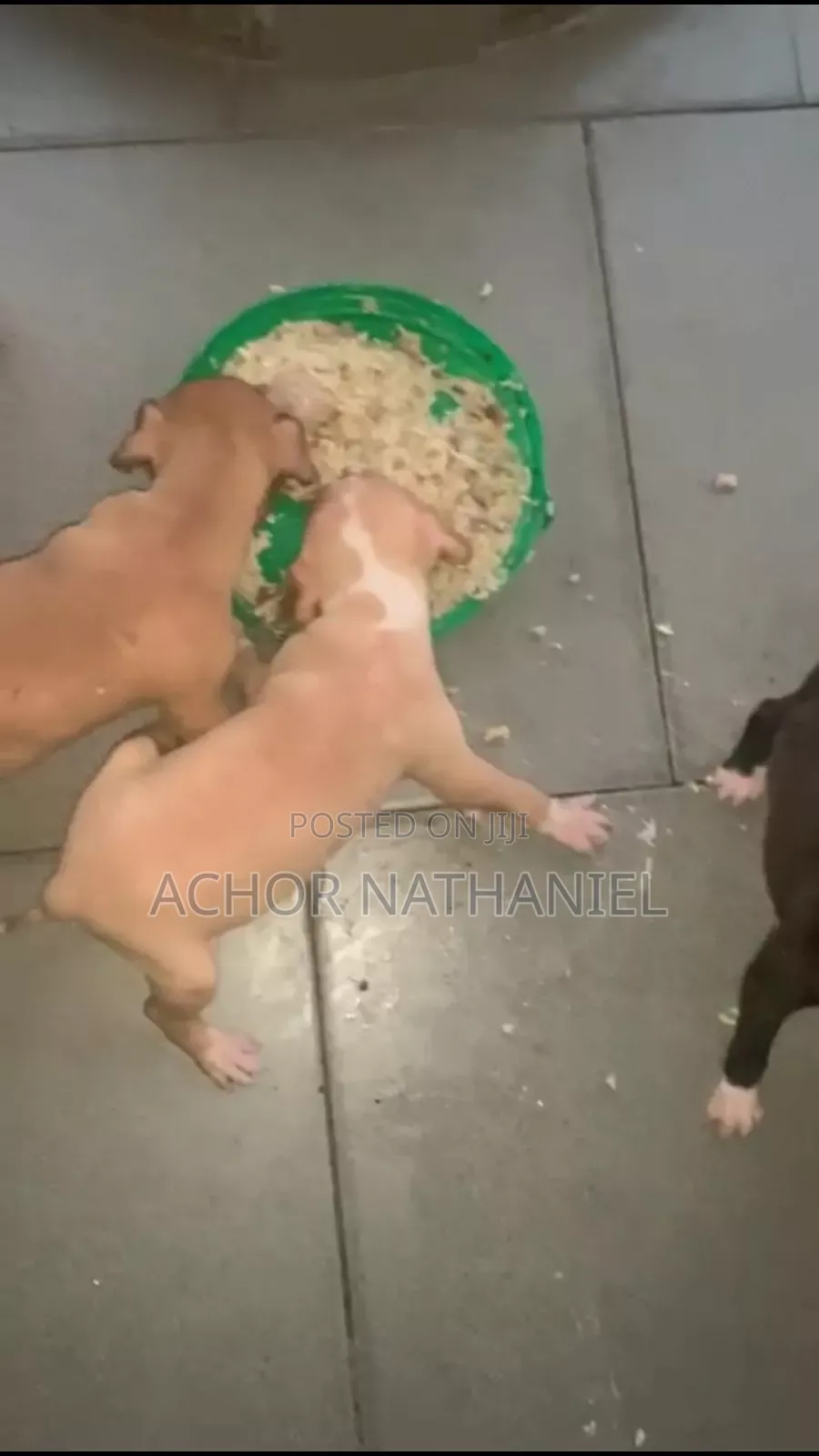 1-3 months Male Purebred American Pit Bull Terrier