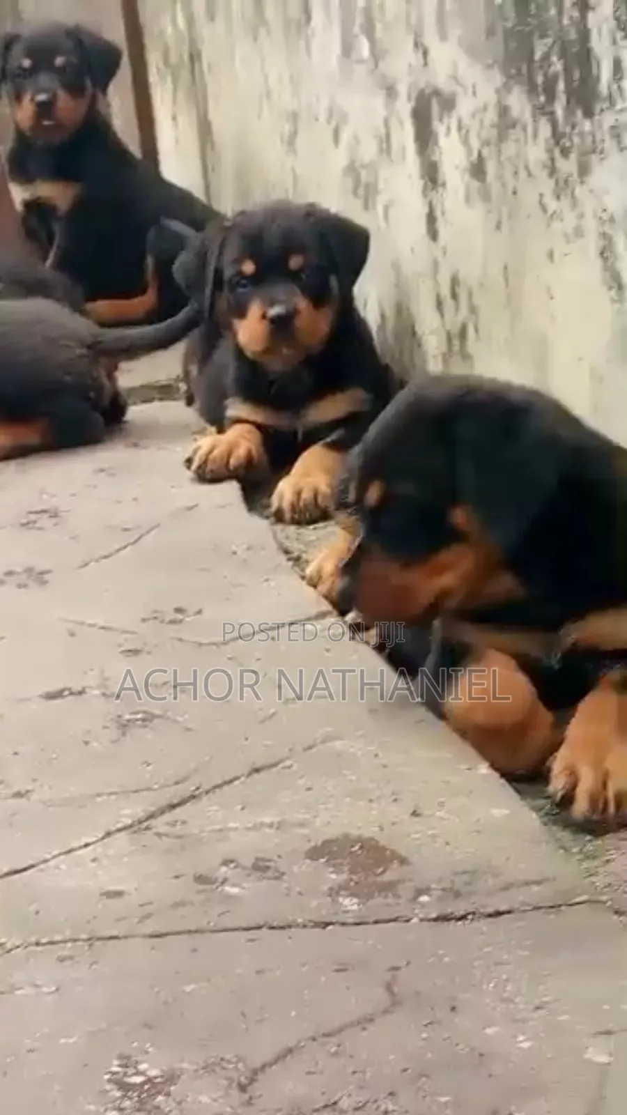1-3 months Female Purebred Rottweiler