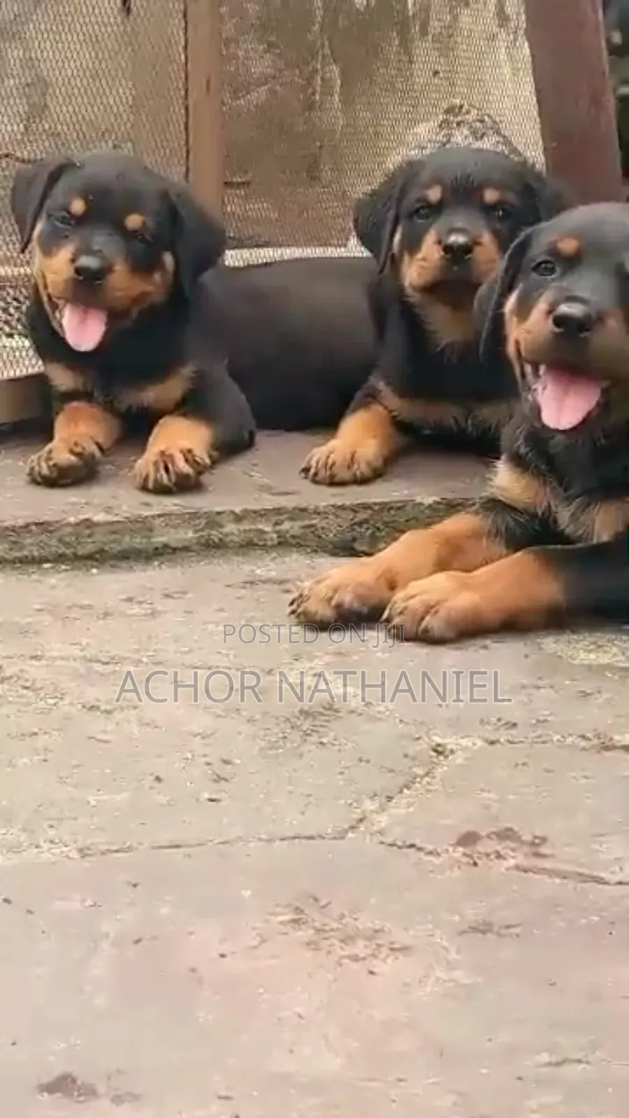 1-3 months Female Purebred Rottweiler